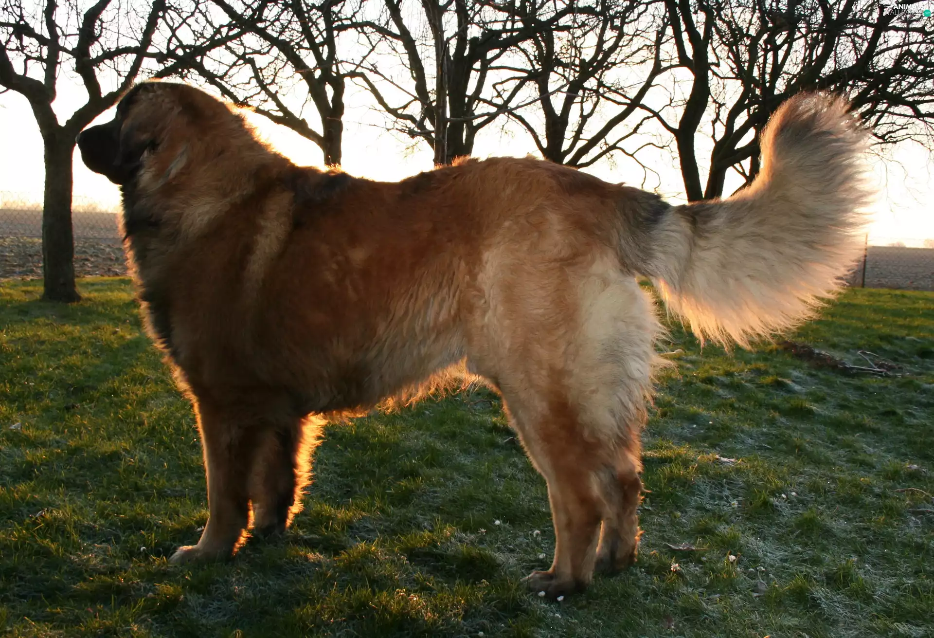 adult, Leonberger