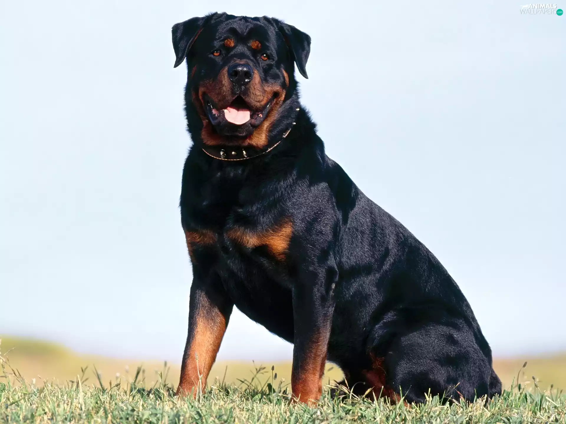 adult, Rottweiler