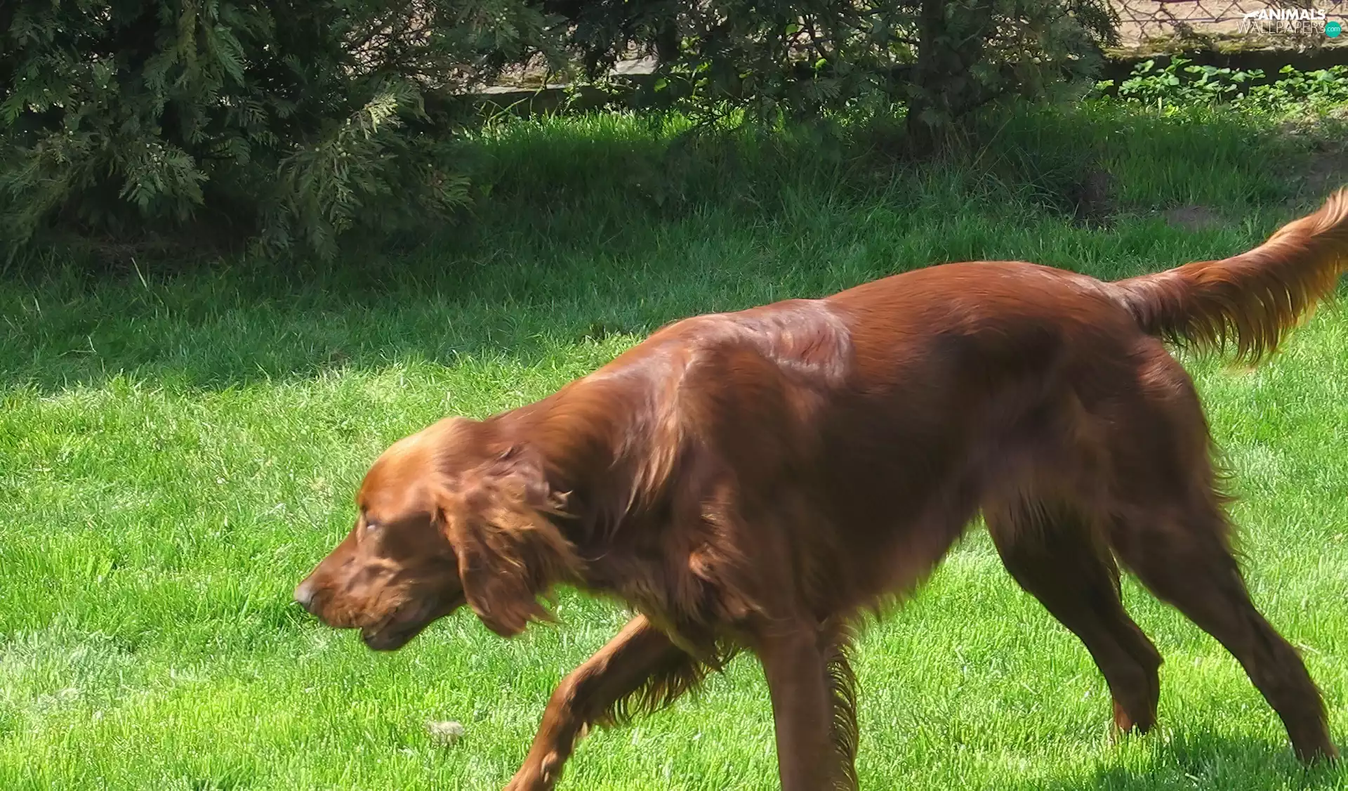 adult, Irish Setter