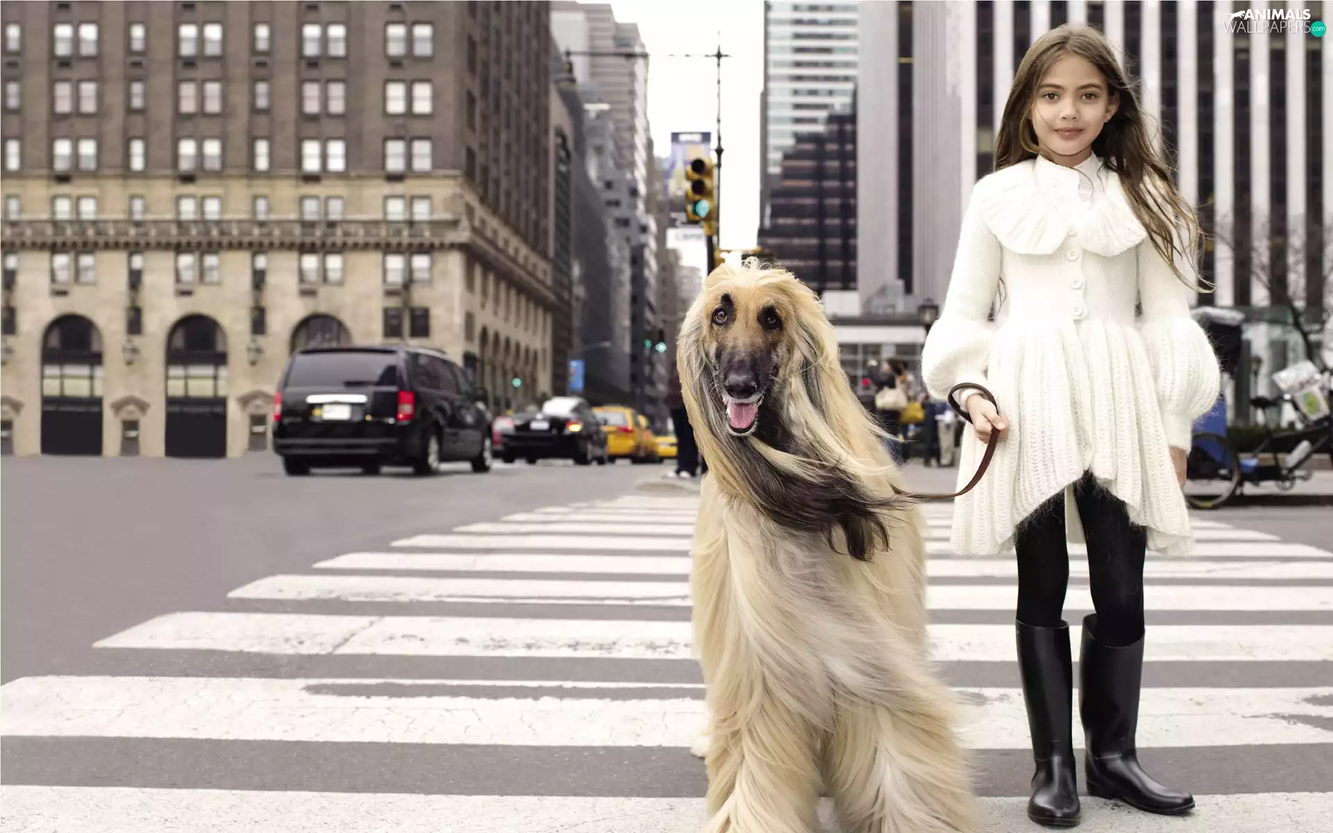 girl, New York, Afghan Hound, Street