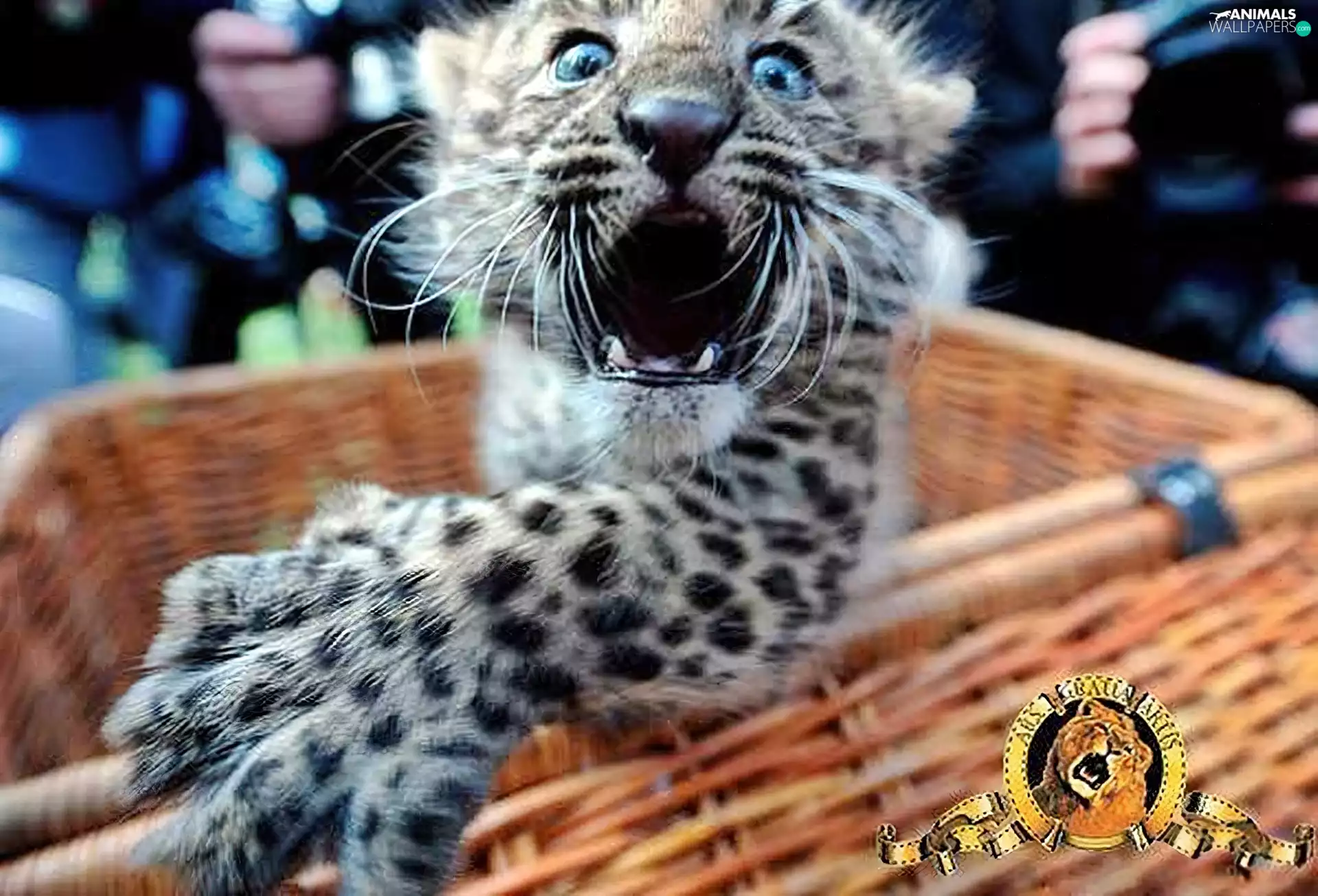 afraid, snow leopard