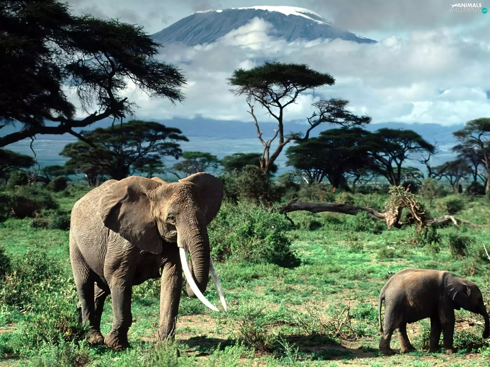 Africa, Elephants