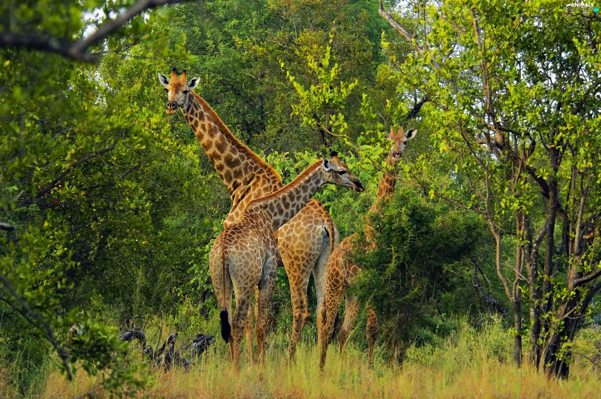Africa, giraffe, forest