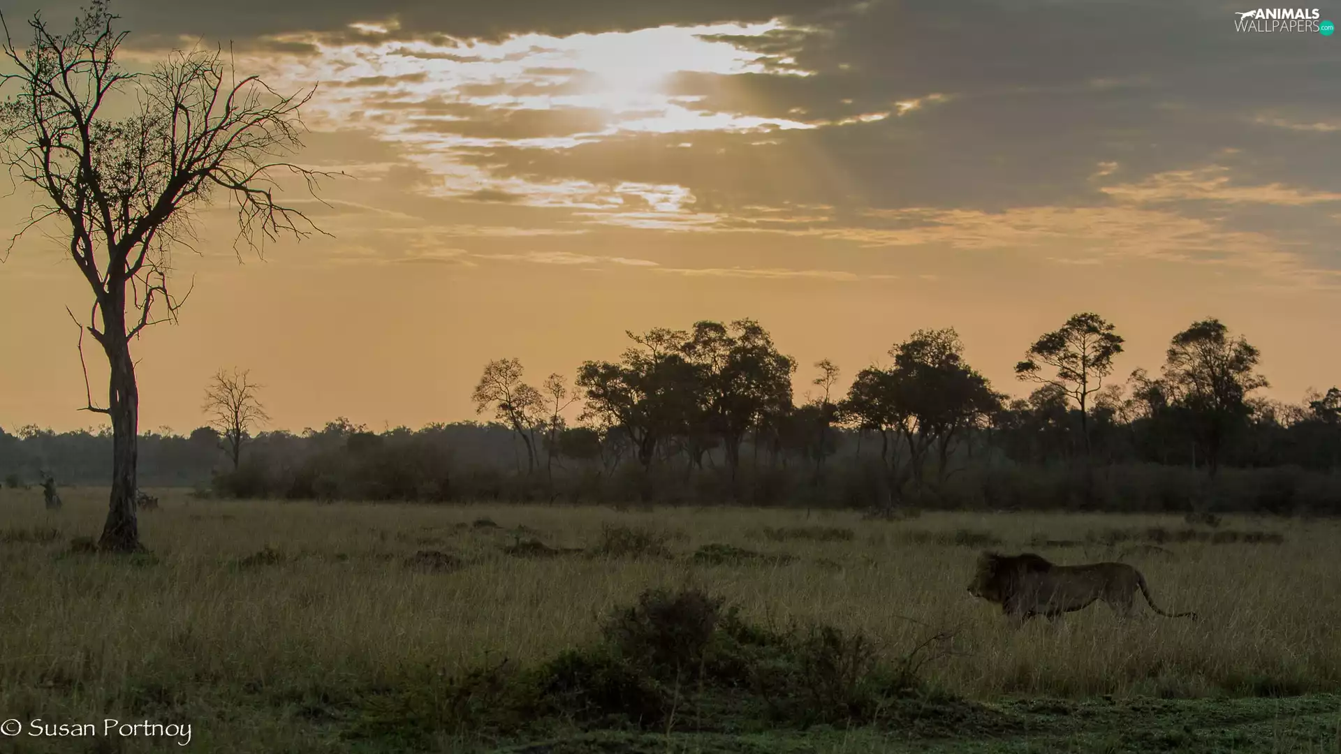 Africa, savanna, Lion