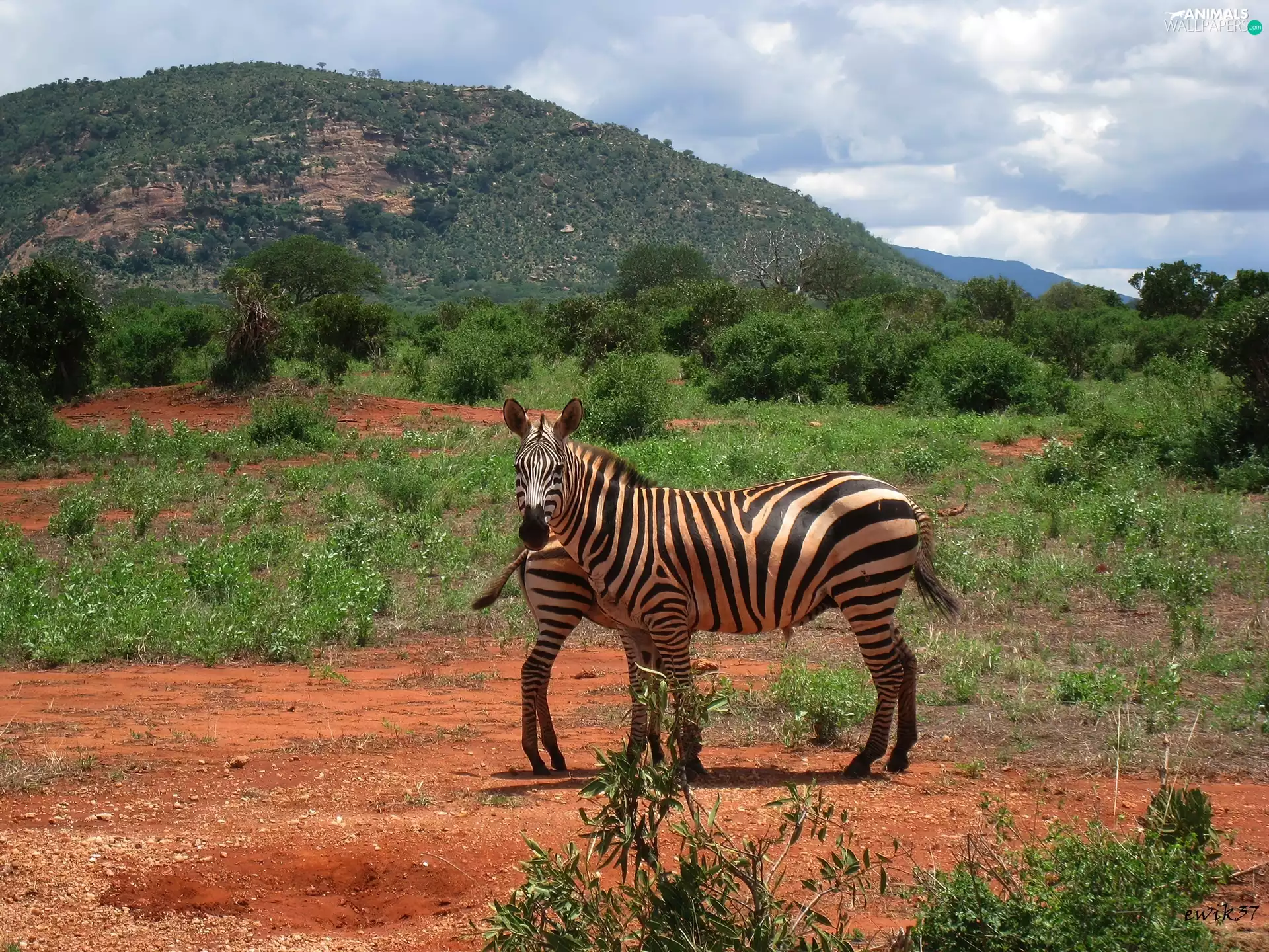 Africa, zebra, Mountains
