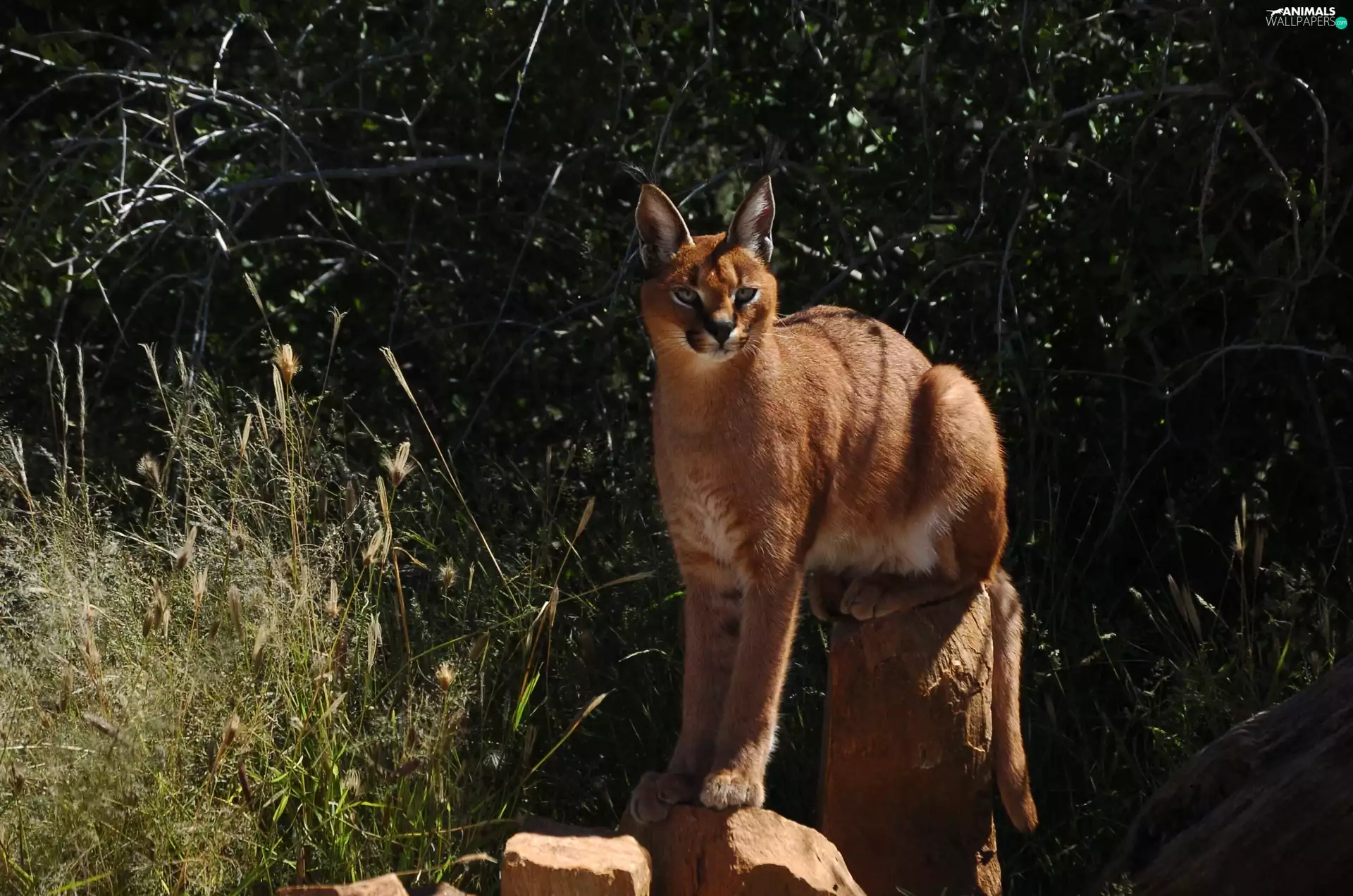 Africa, Caracal, Rocks