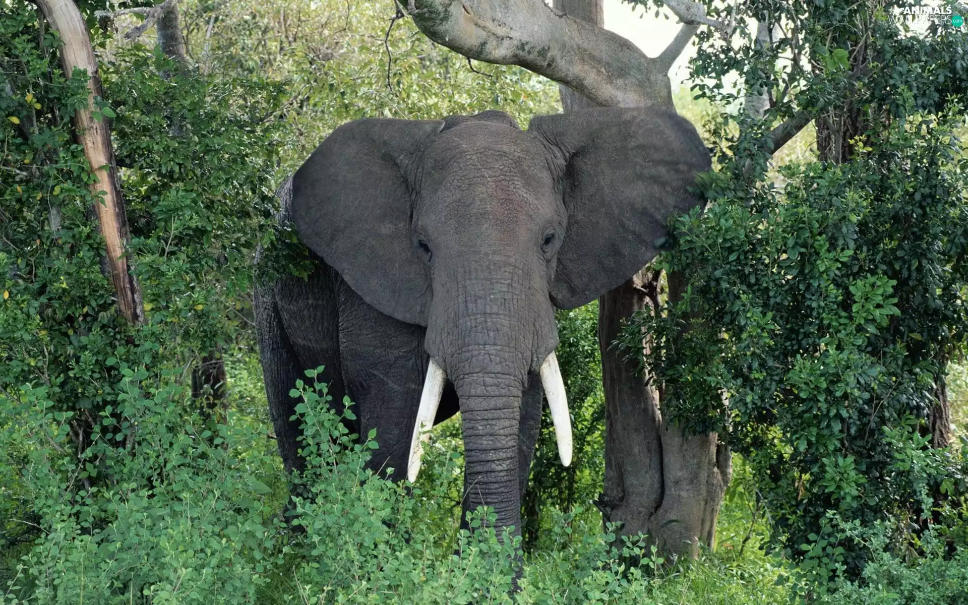 Africa, Elephants, savanna