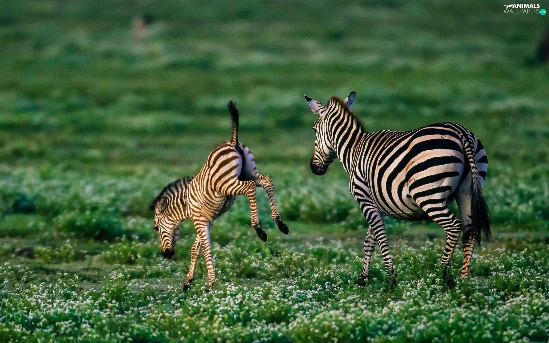 Africa, zebra, savanna