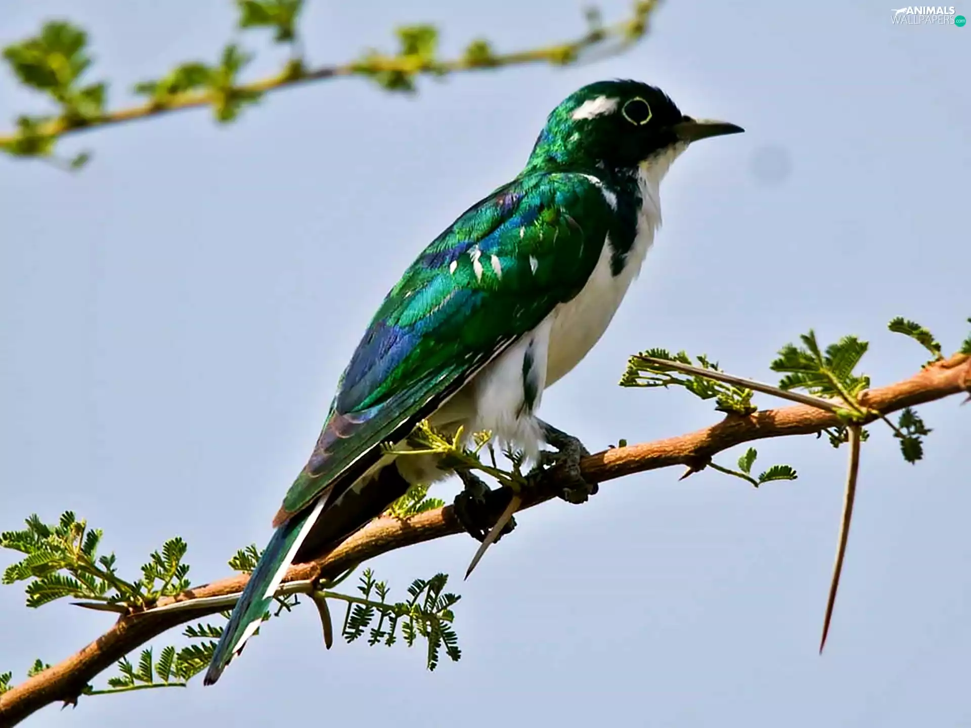 cuckoo, acacia, twig, African