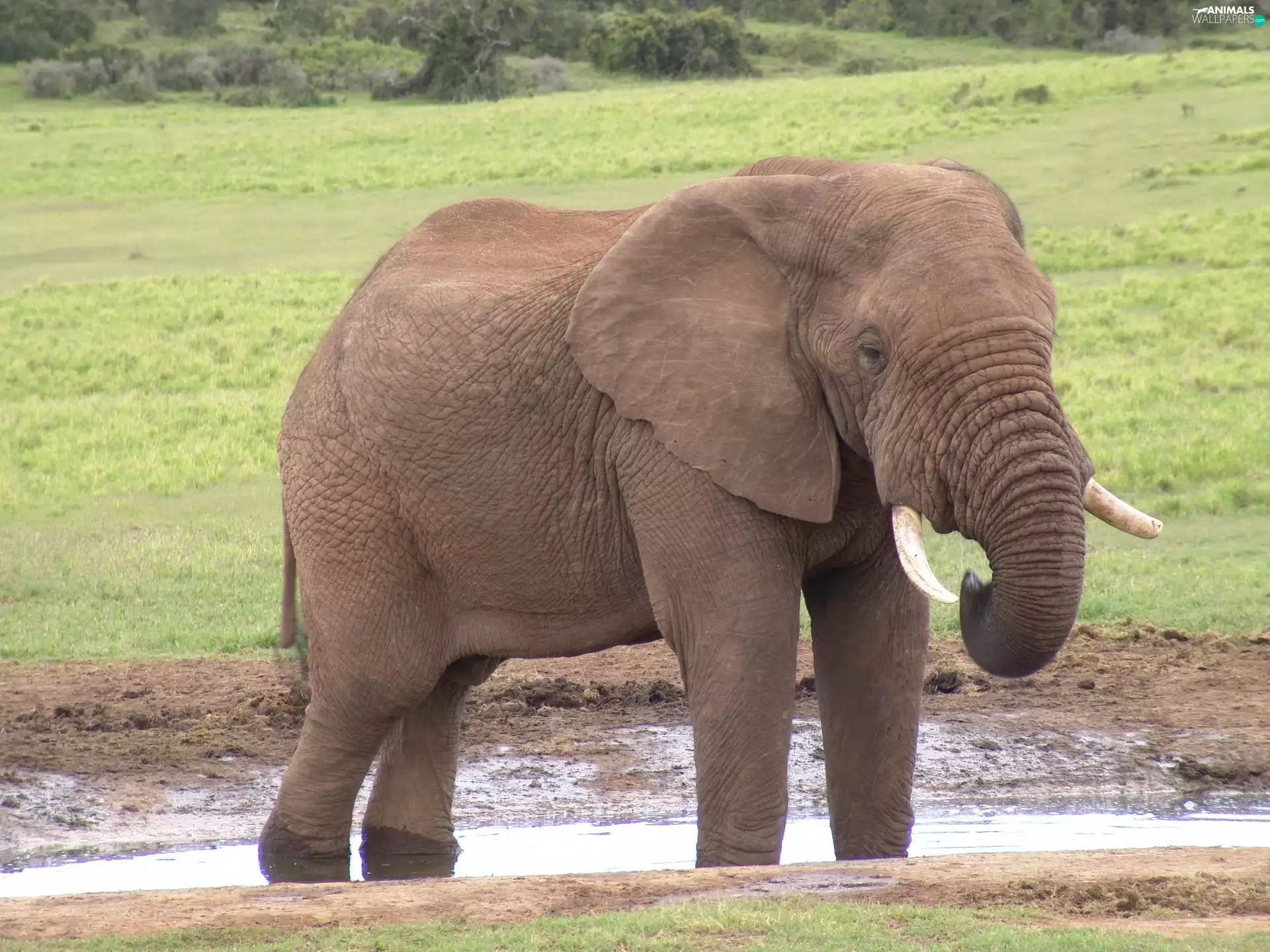 Elephant, water, grass, african