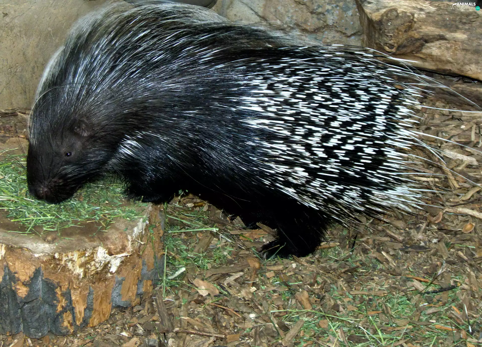 african, Black, porcupine