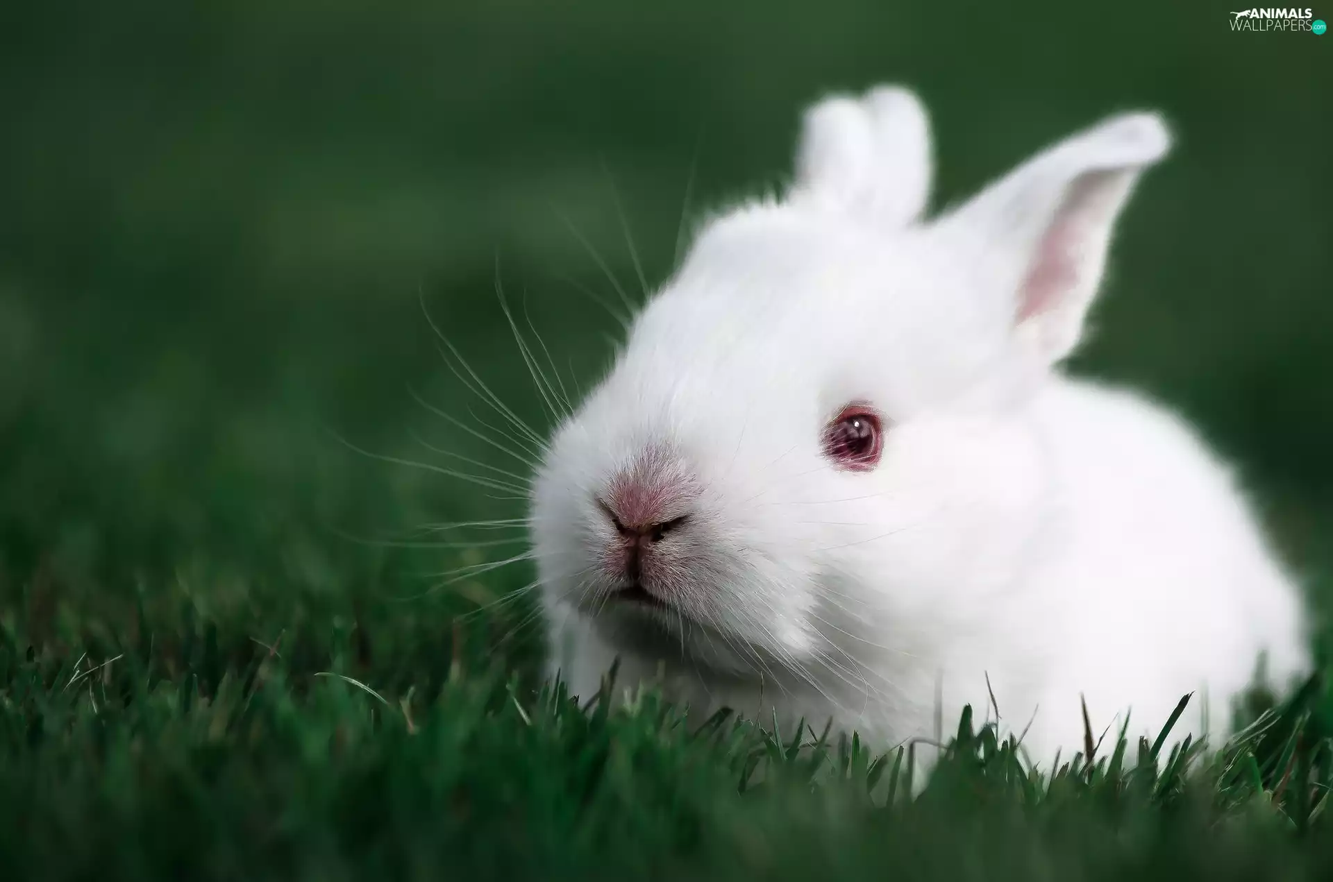 Agora, White, Bunny