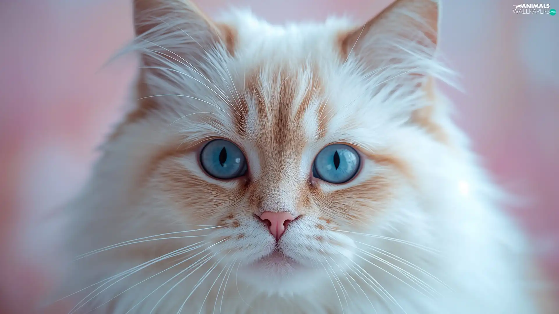 Eyes, cat, rapprochement, Ai, Blue, White