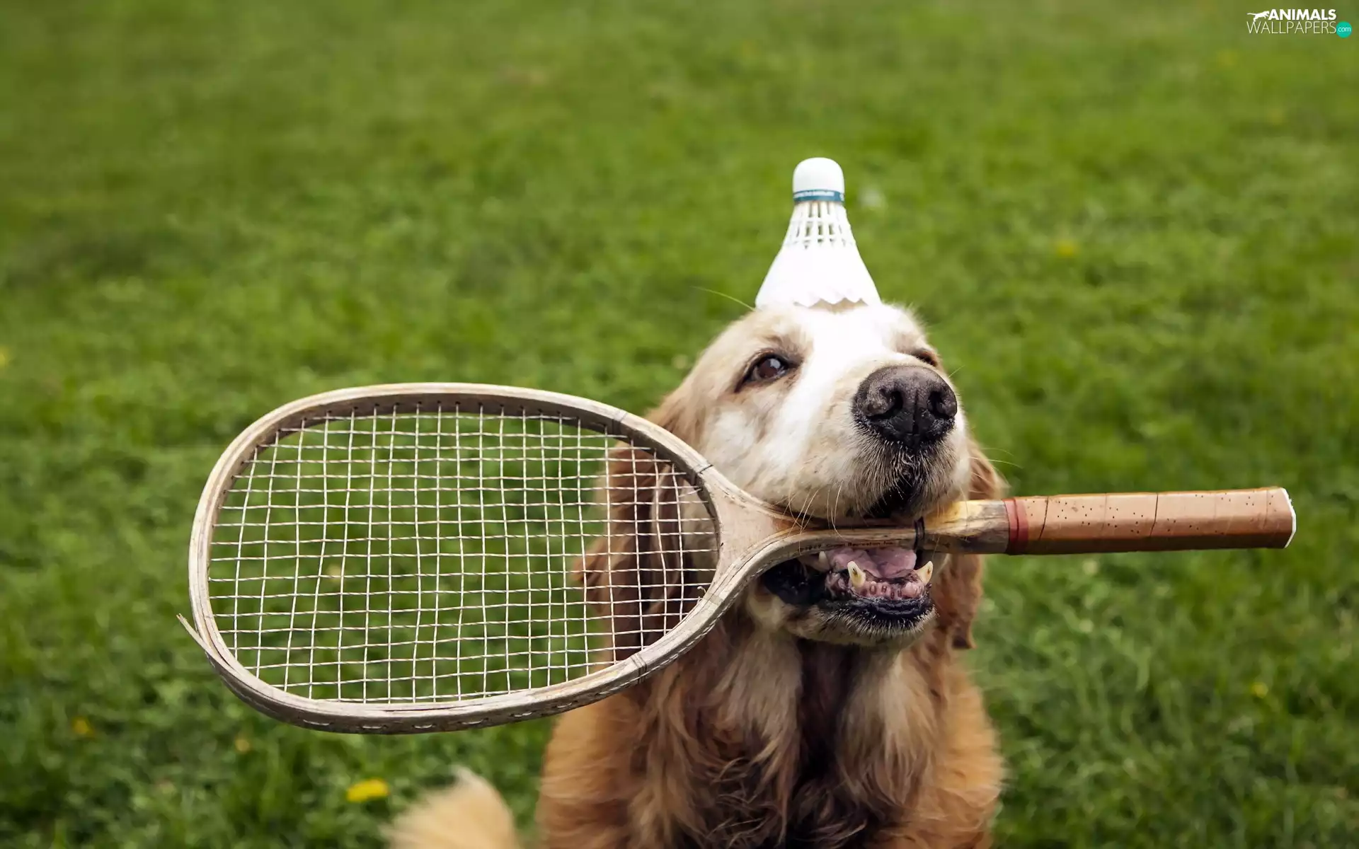 aileron, dog, rocket