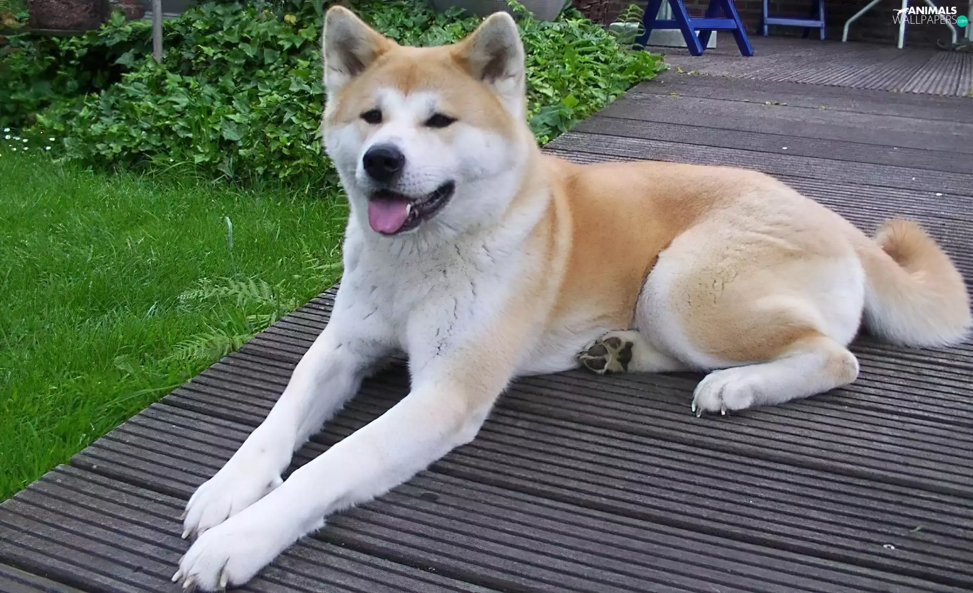 Akita, lying, doggy