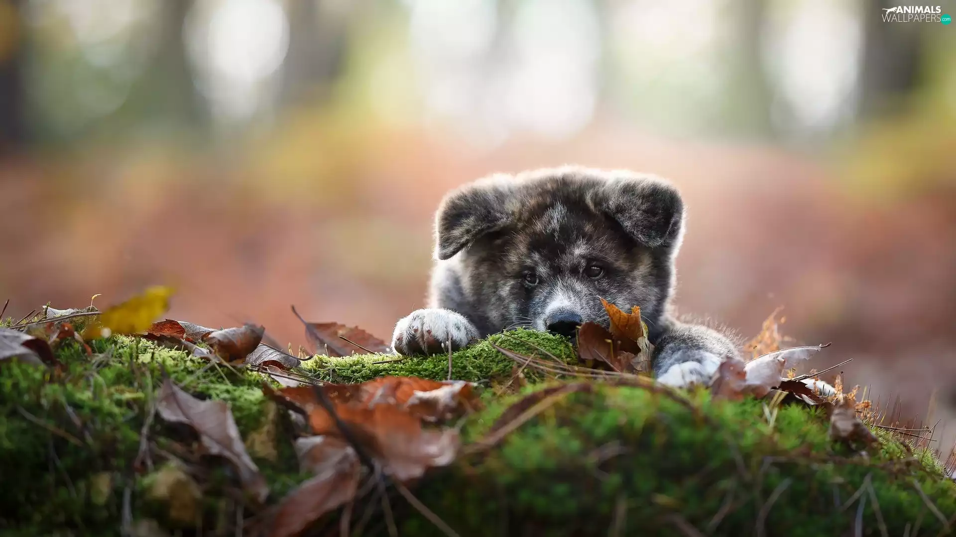Puppy, litter, Leaf, Akita inu Face