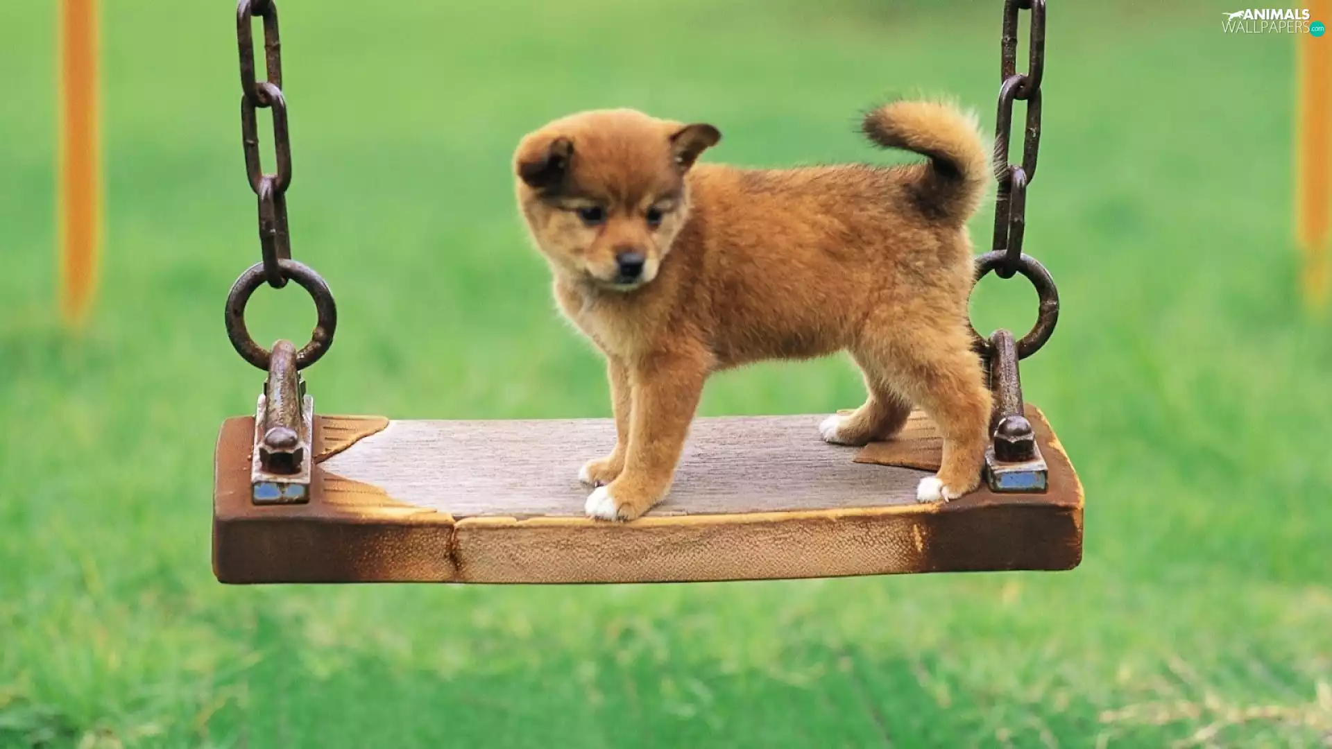 Akita, Puppy, Swing