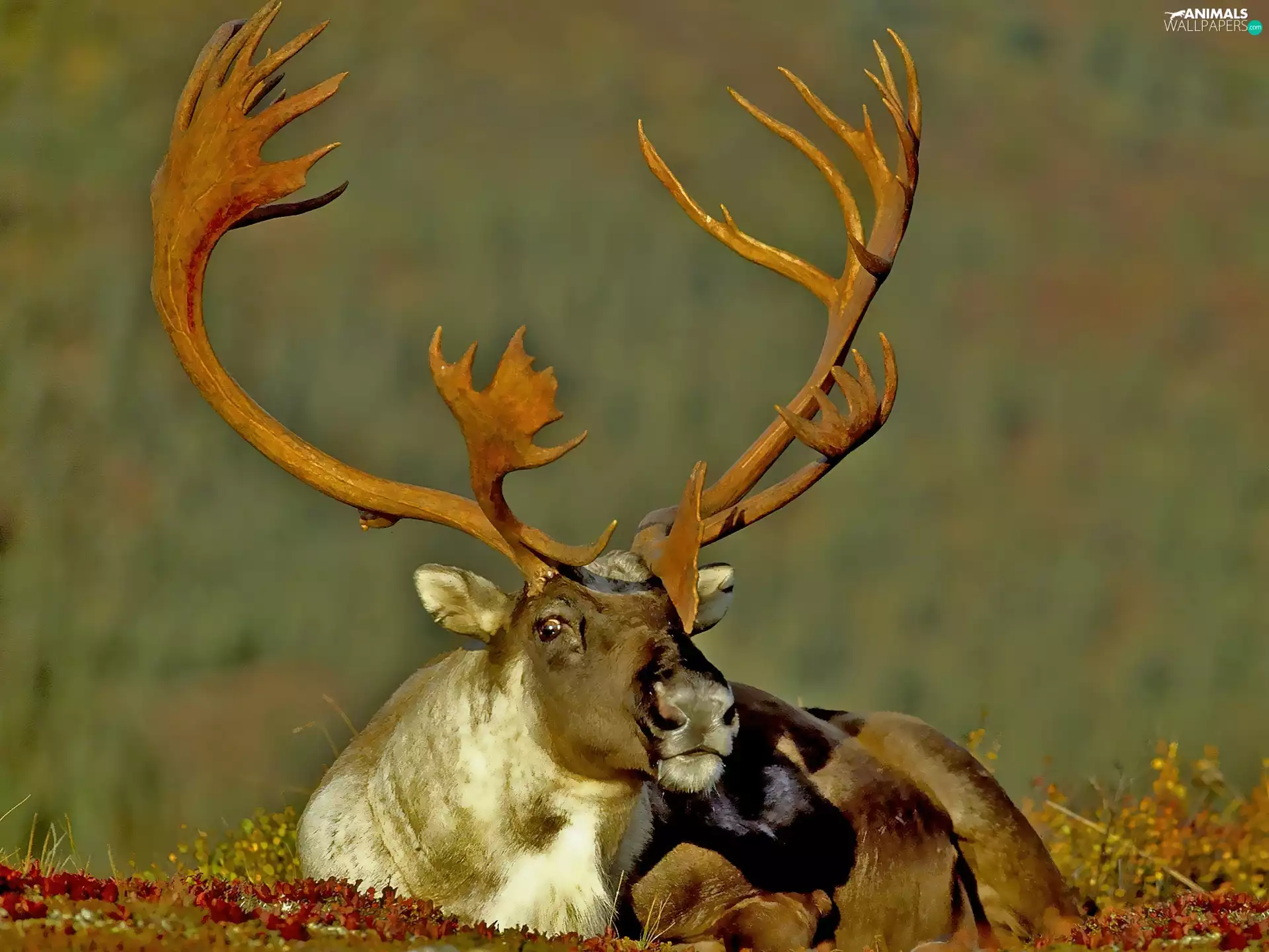 Alaska, deer, Caribu