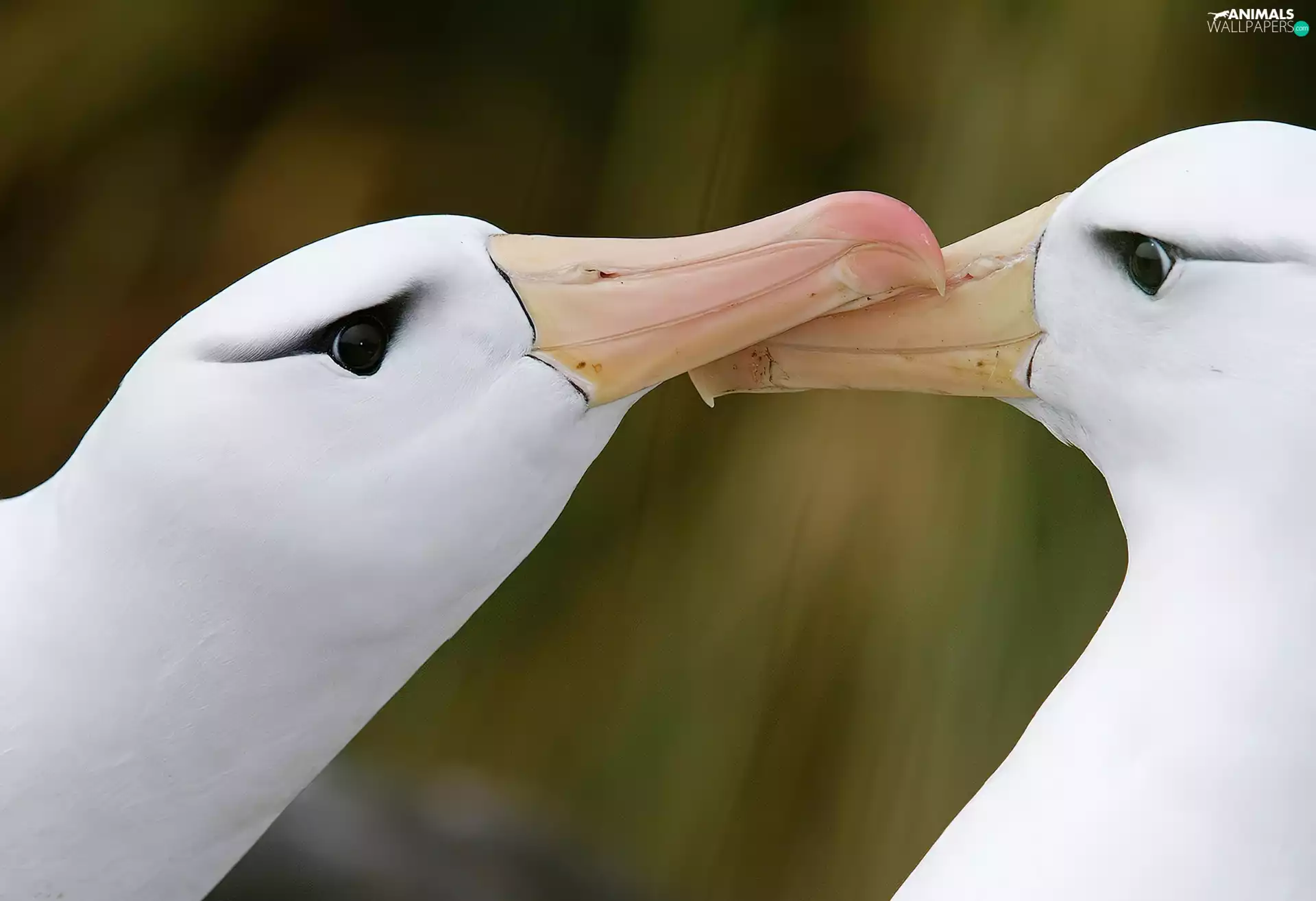 albatrosses