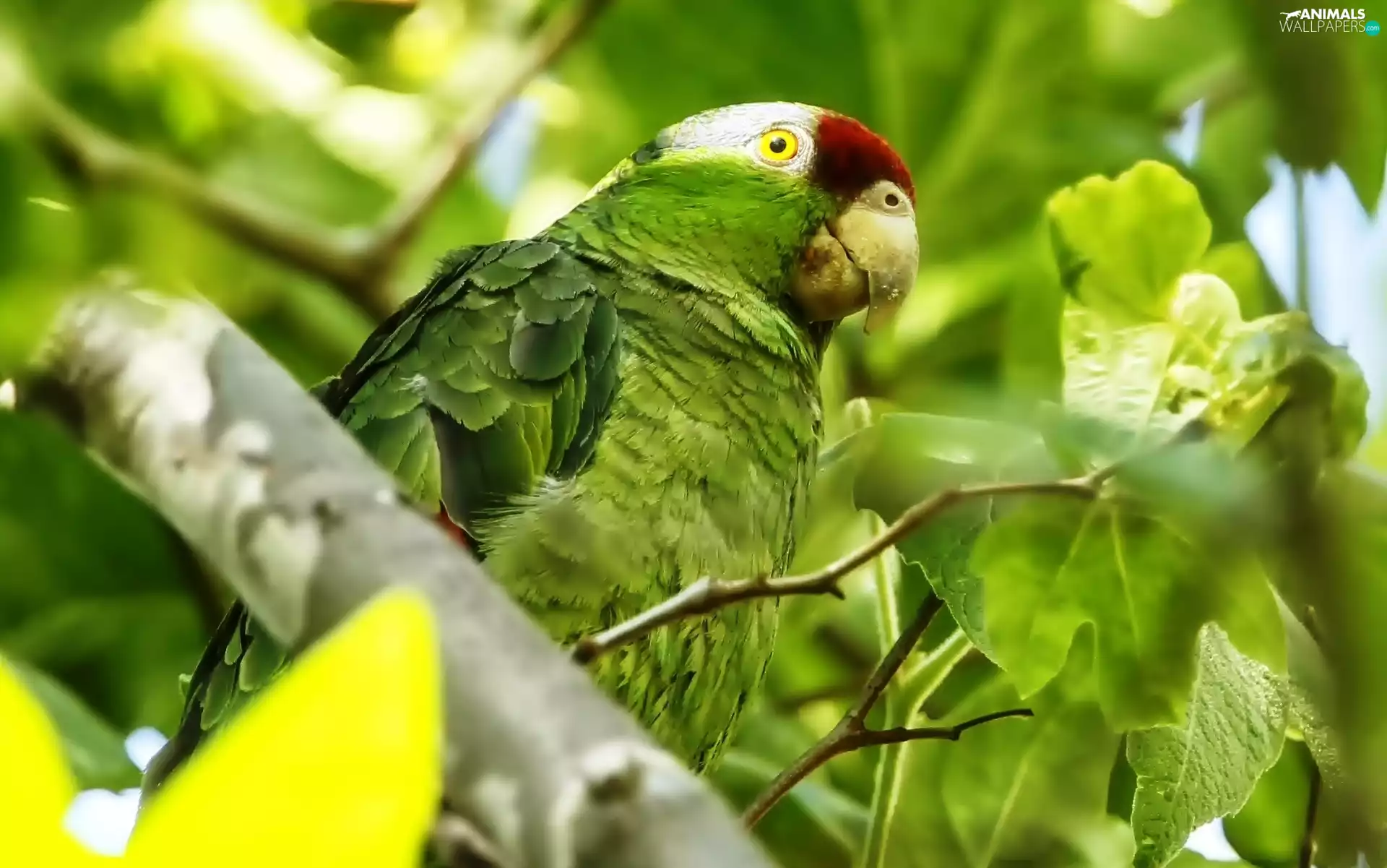 Aleksandretta, Green, parrot