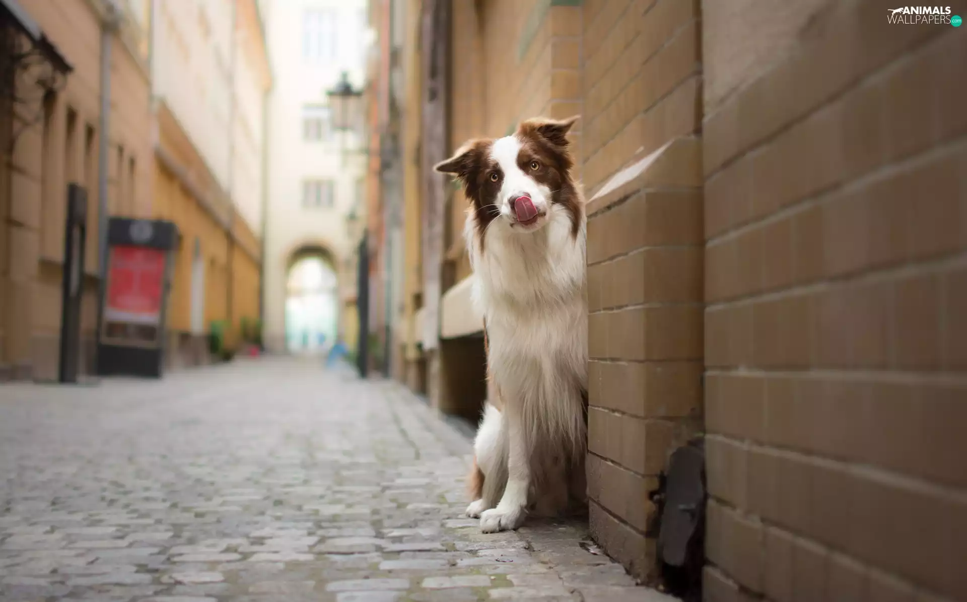 dog, apartment house, alley, Border Collie