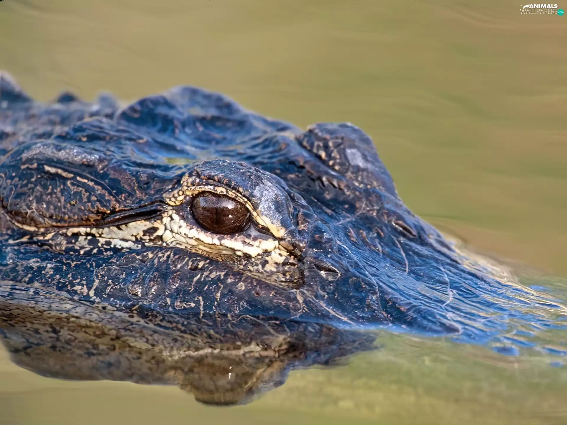 Alligator