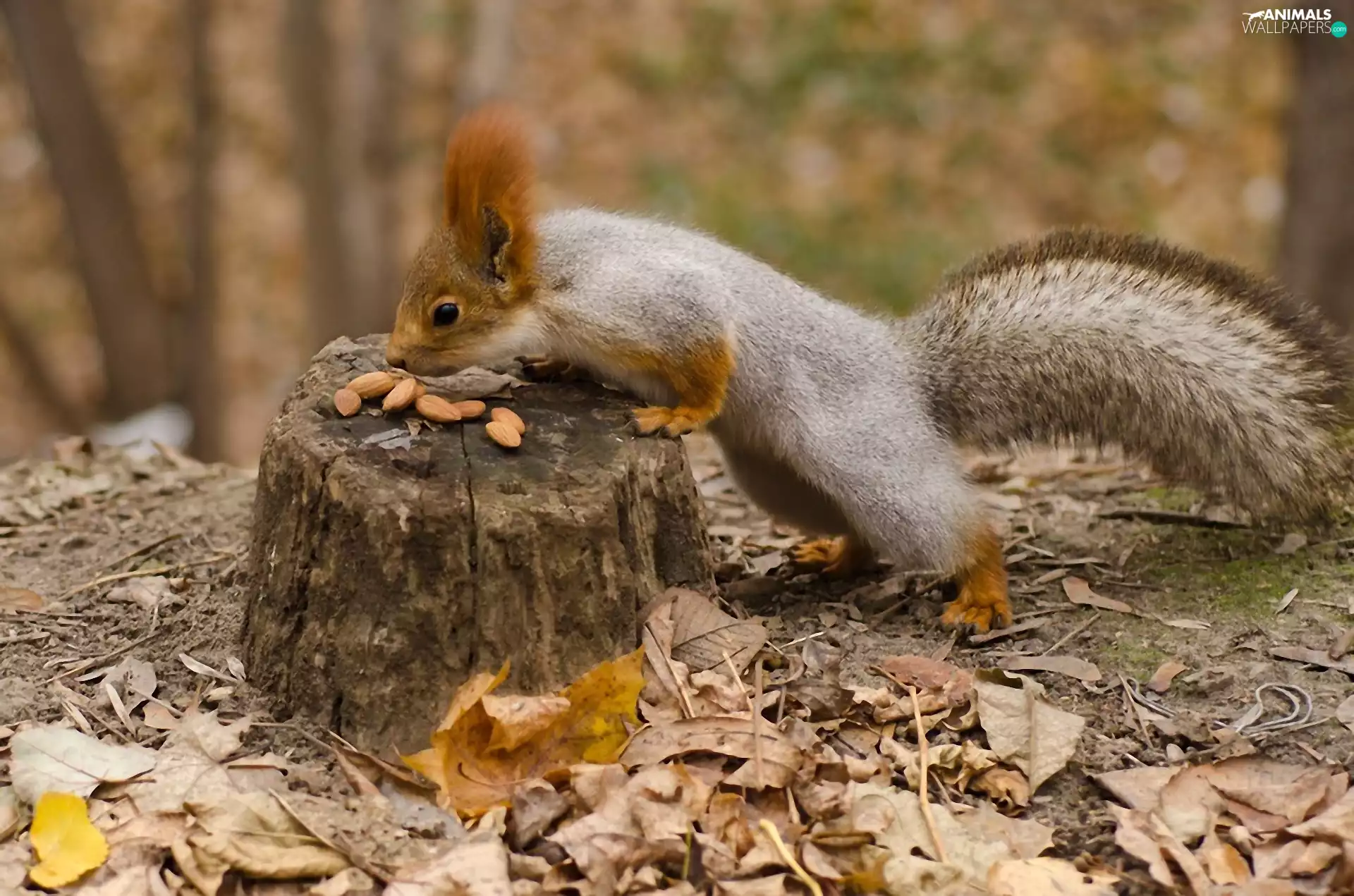 almonds, squirrel, Leaf