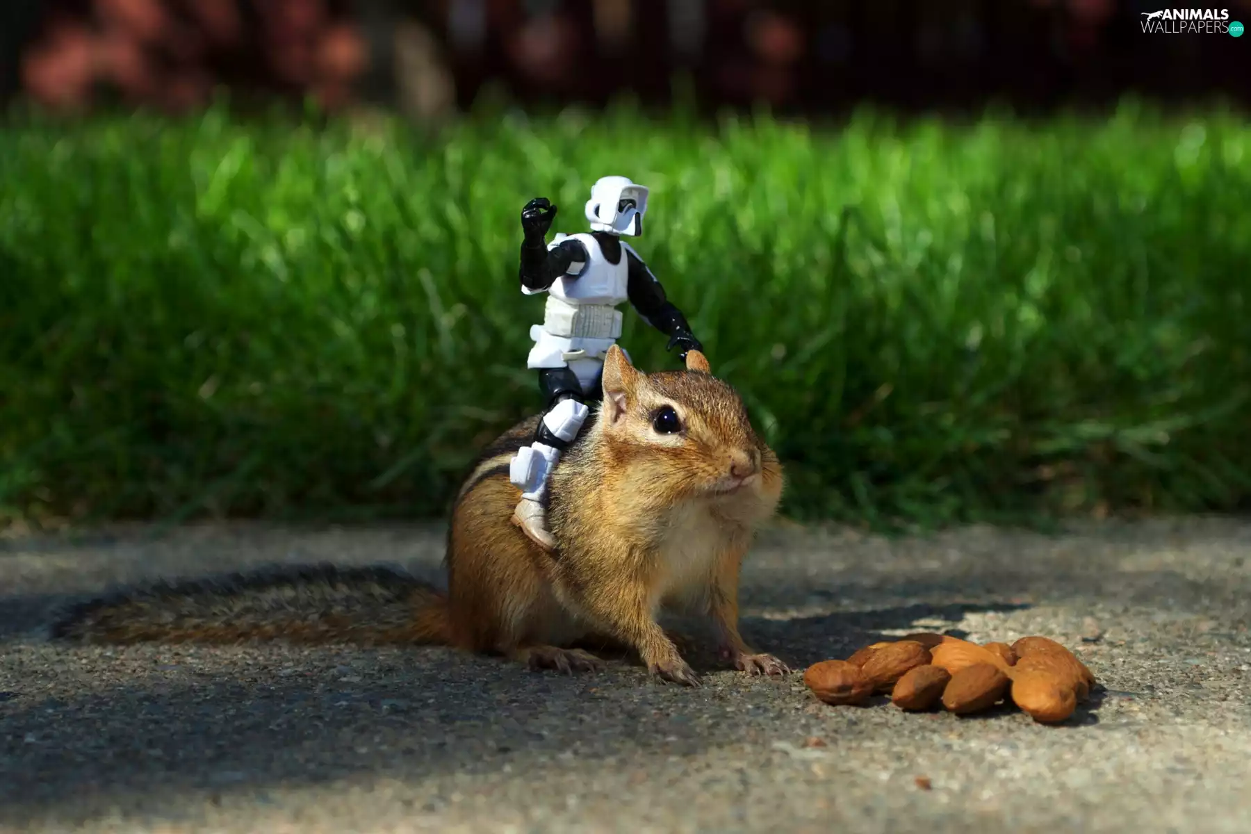 squirrel, soldier, grass, almonds