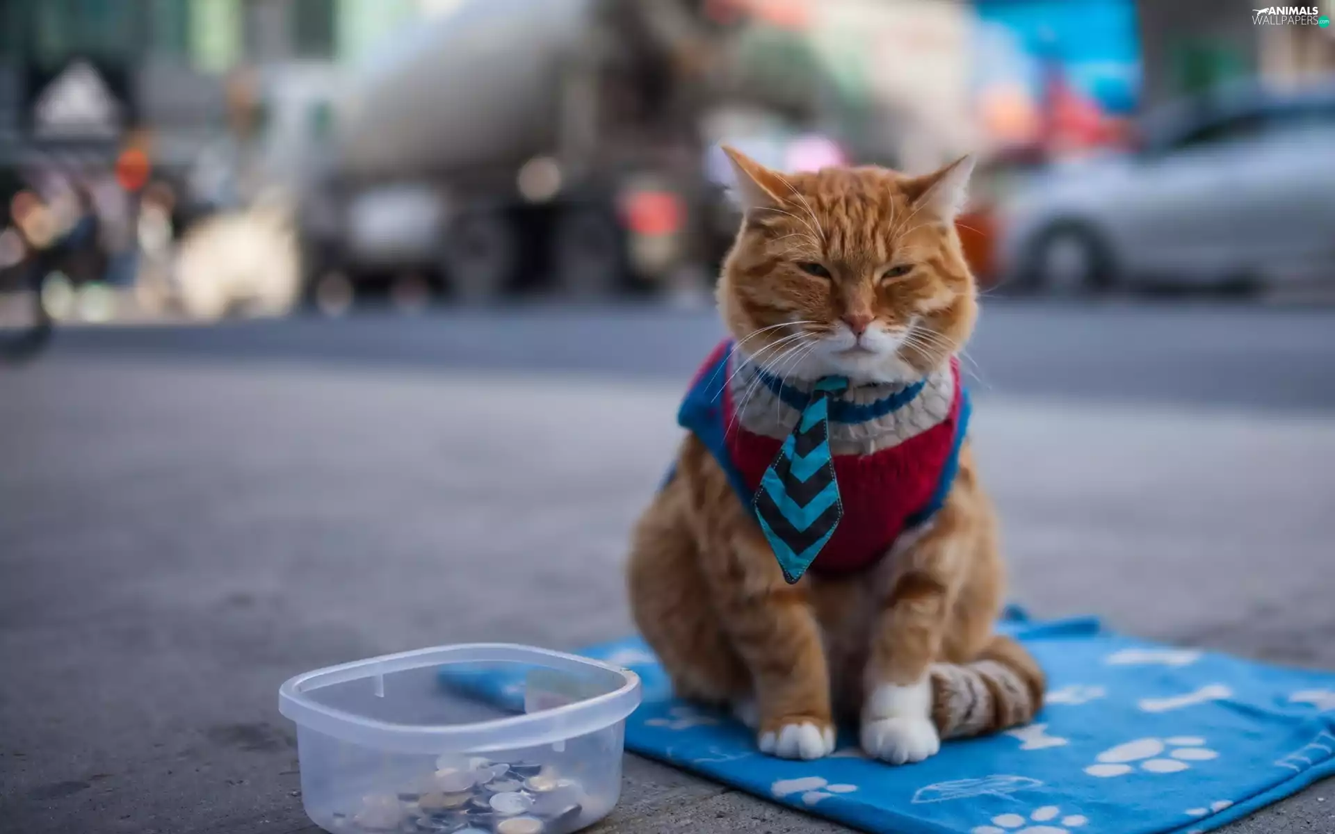 money, Alms, Tie, Street, cat