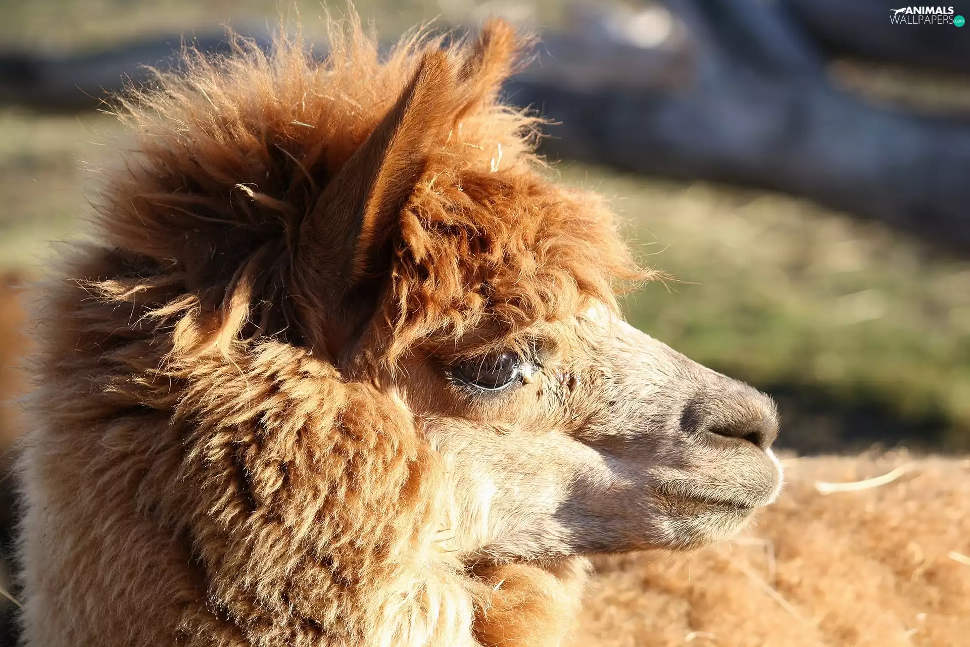 Alpaca, Head