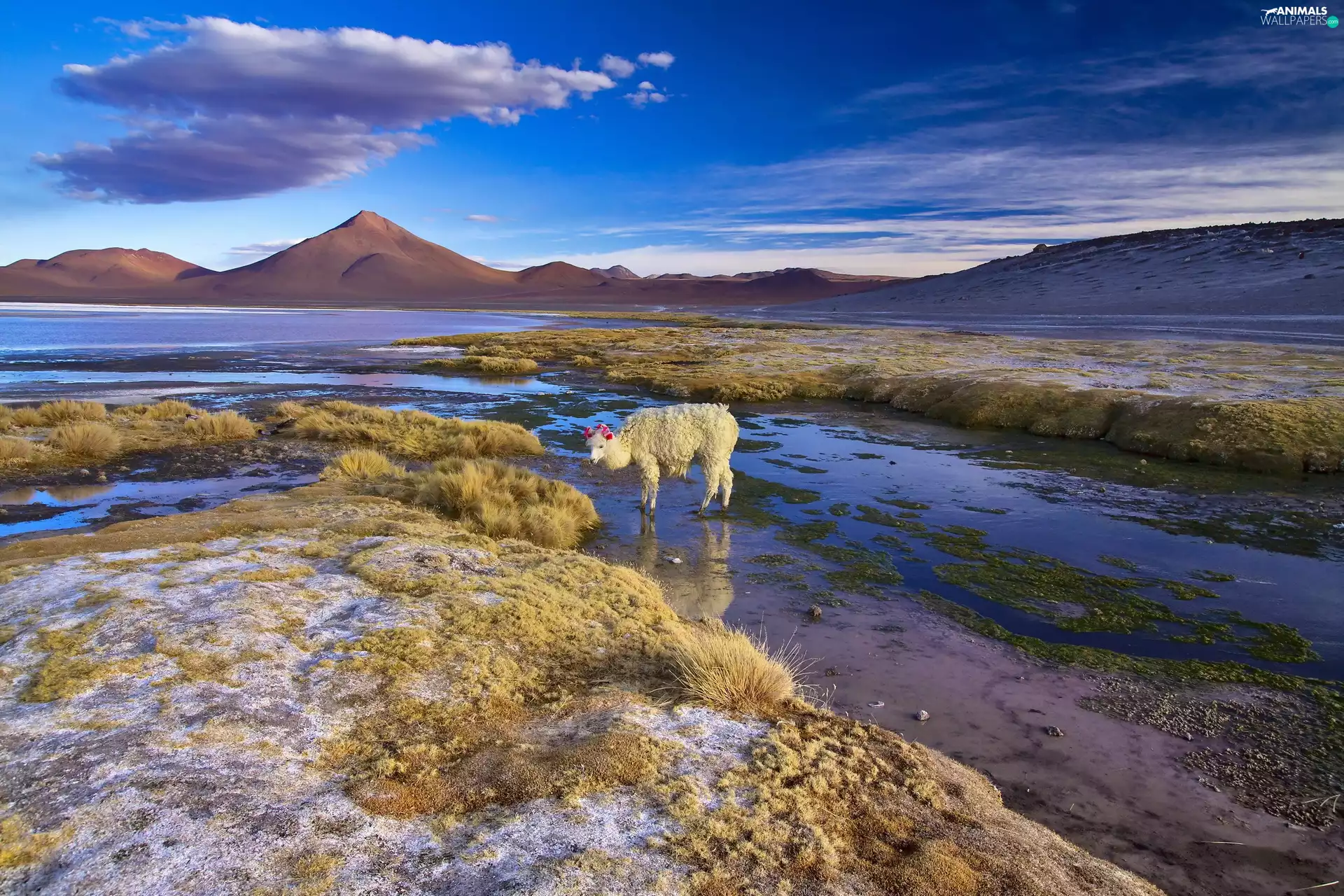 Alpaca, Bolivia, lake