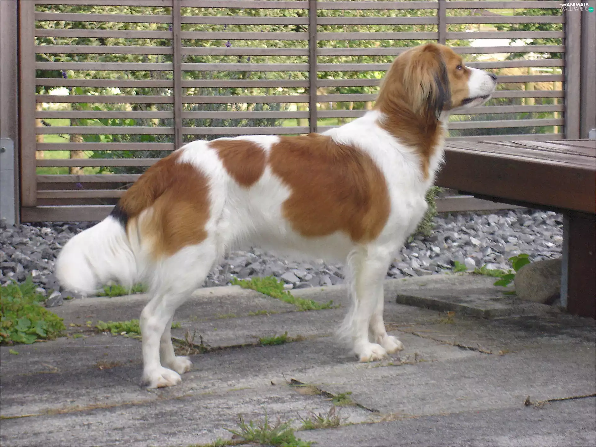 Alpine Dutch, Kooikerhondje