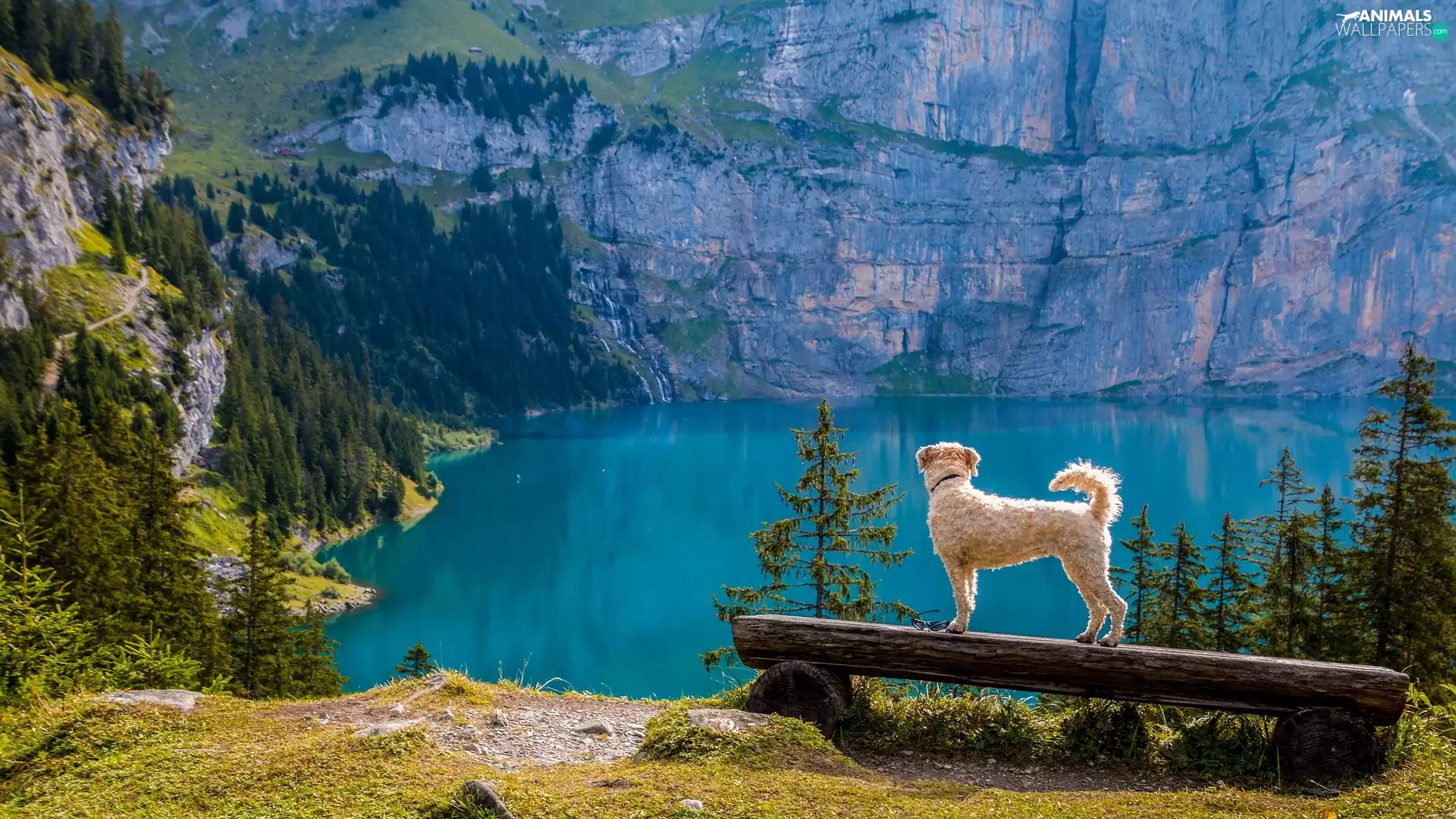 Bench, Mountains, Canton of Bern, Bernese Alps, Oeschinen Lake, dog, Switzerland