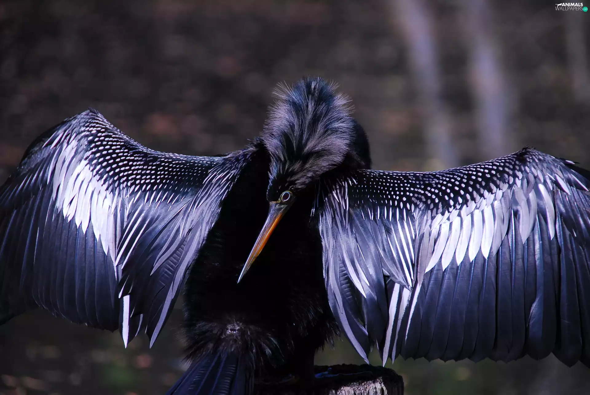 American Anhinga