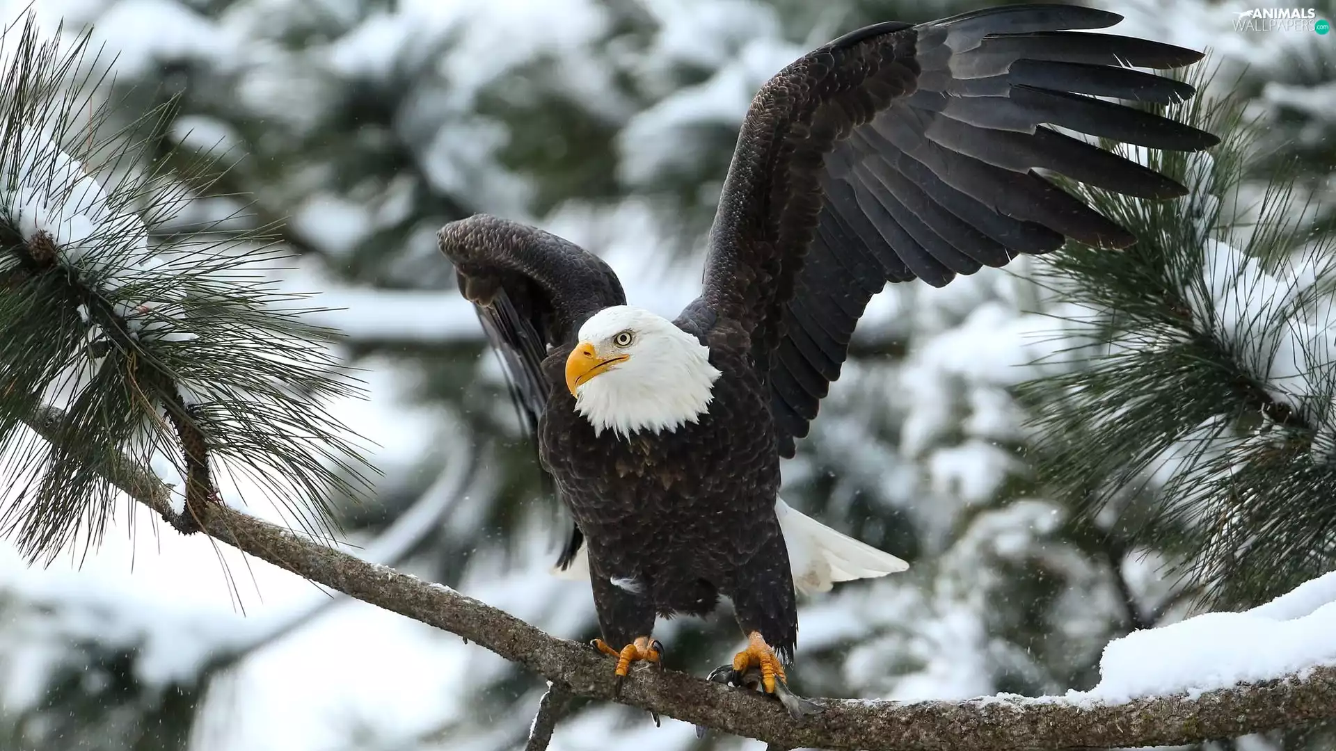 snow, American Bald Eagle, branch