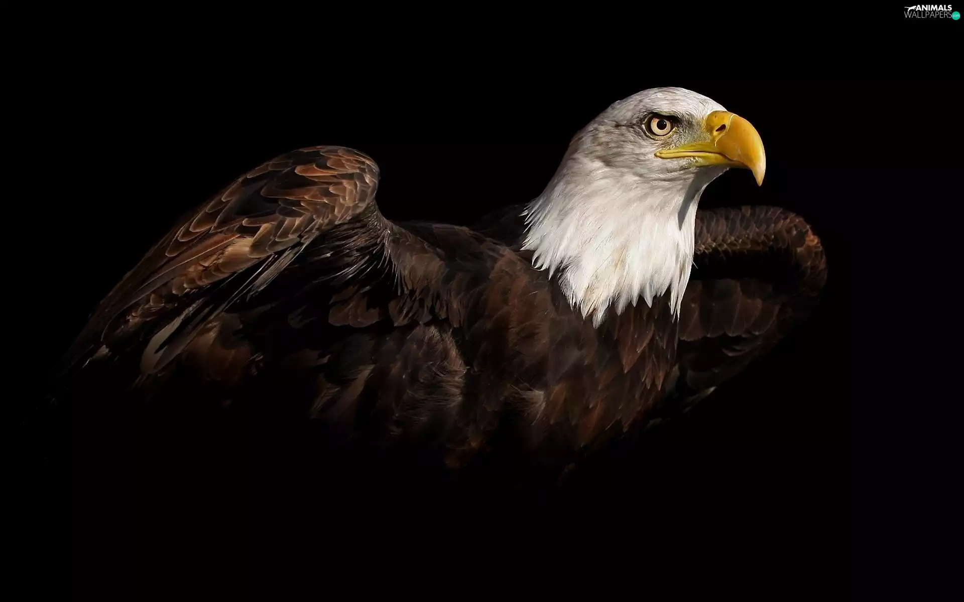 background, American Bald Eagle, dark