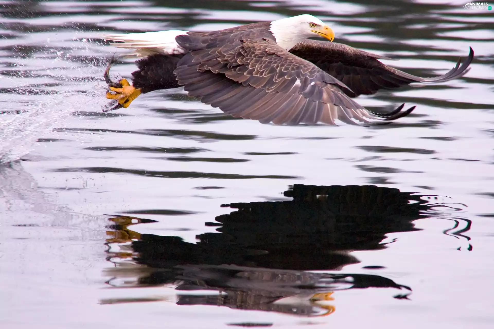 hunting, American Bald Eagle, flight