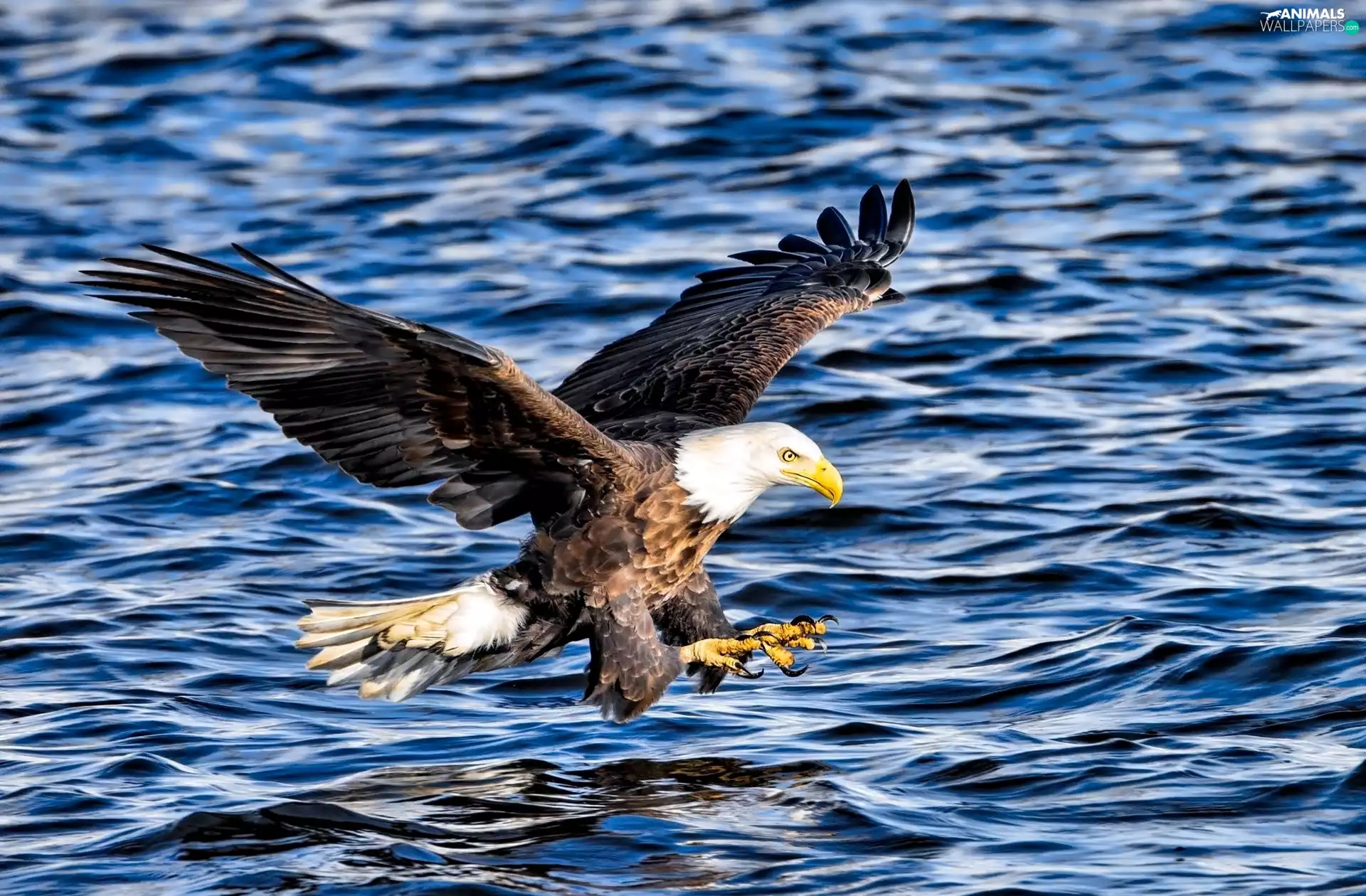 water, American Bald Eagle, flight
