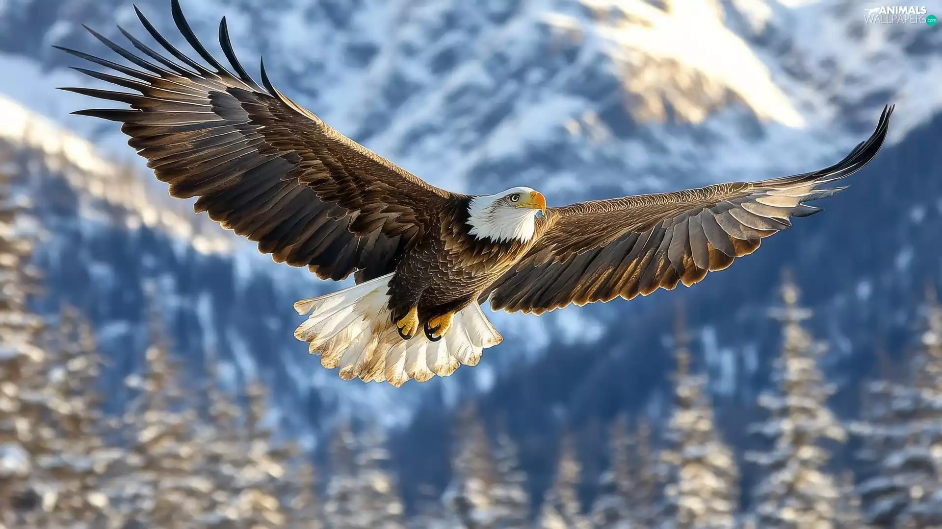 spread, wings, Bird, American Bald Eagle, flying
