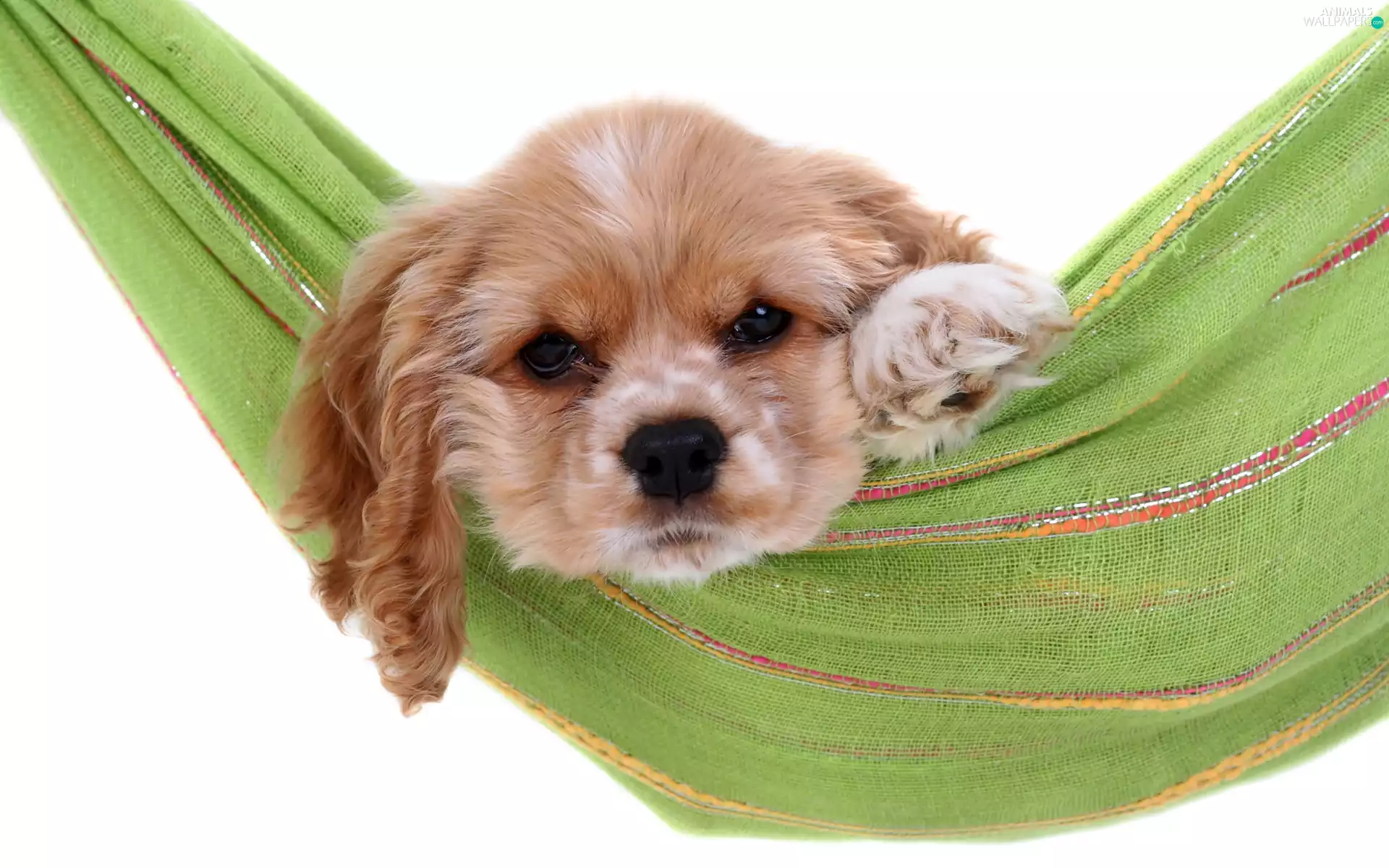 Hammock, American Cocker Spaniel, Puppy