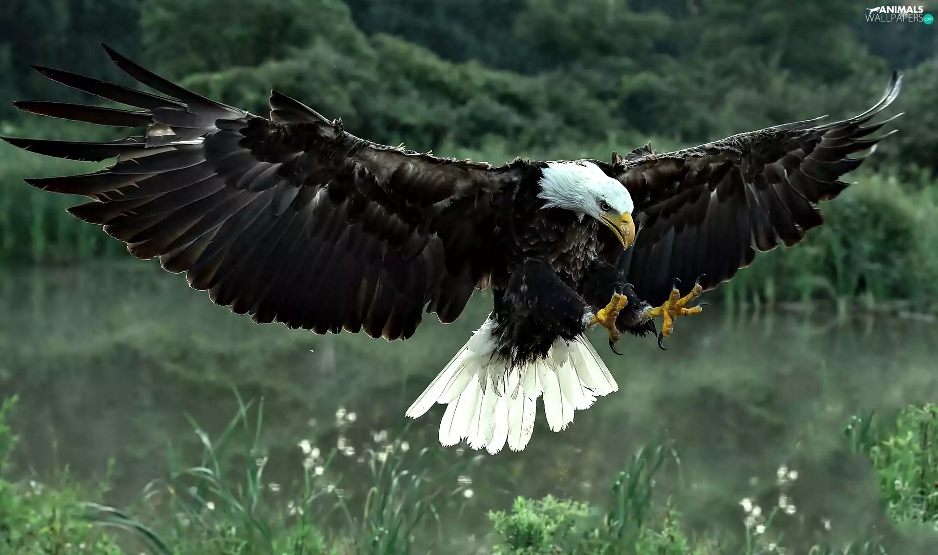 American Bald Eagle