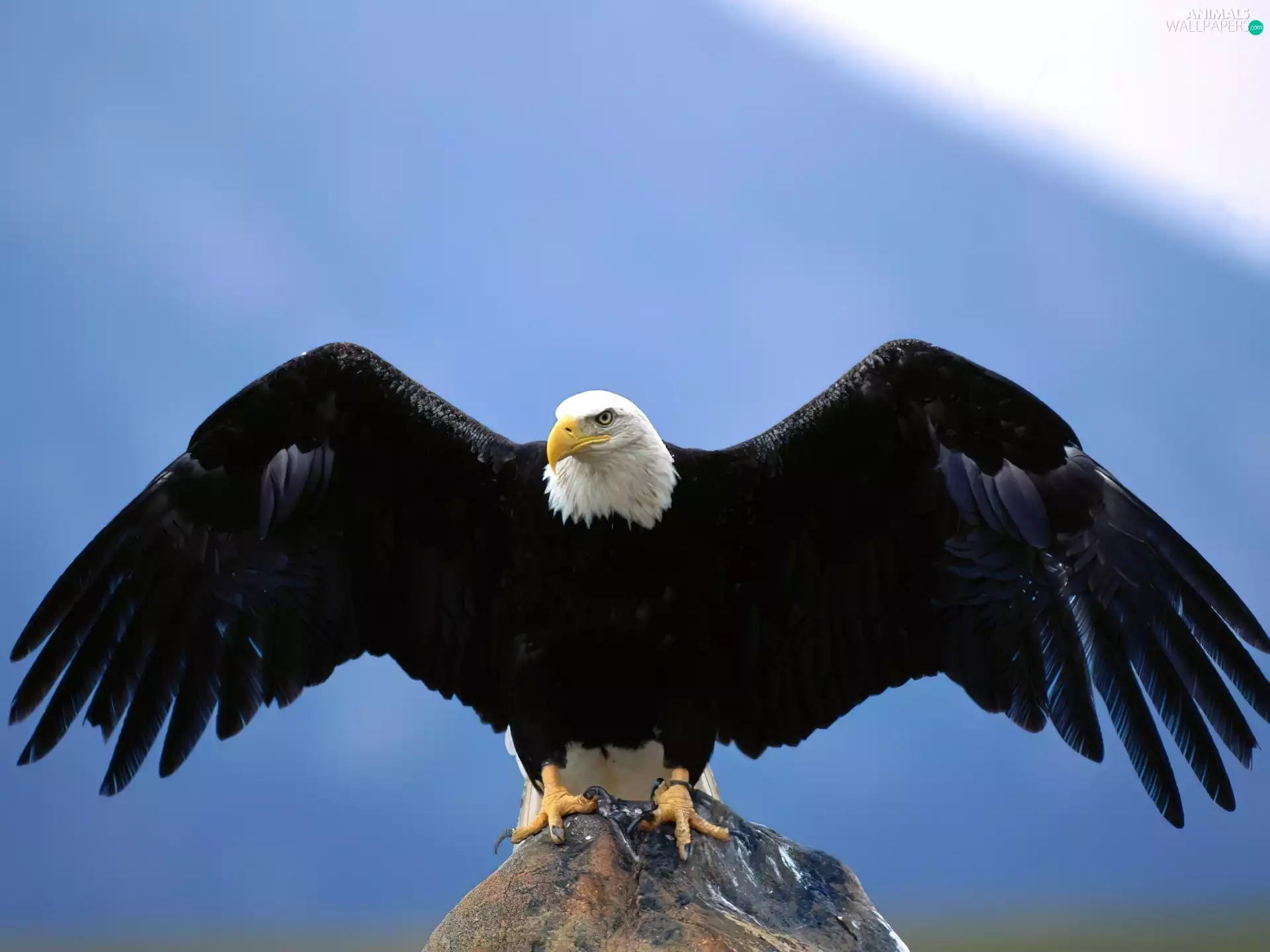 American Bald Eagle