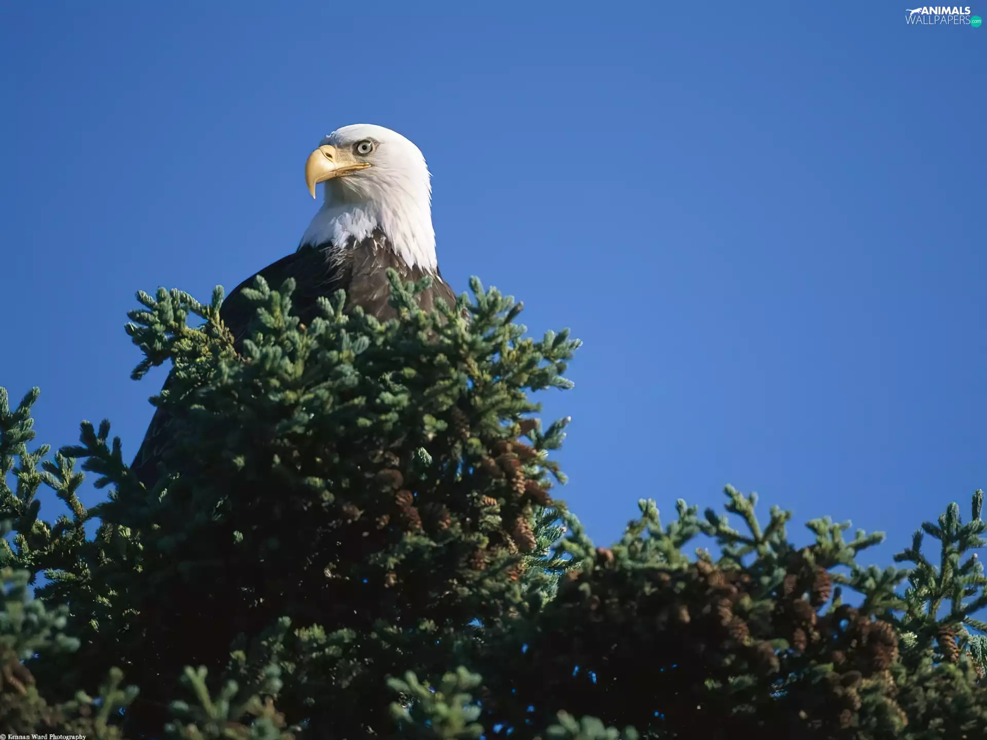 American Bald Eagle