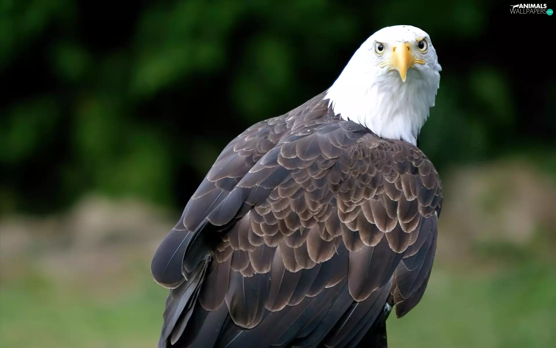 American Bald Eagle
