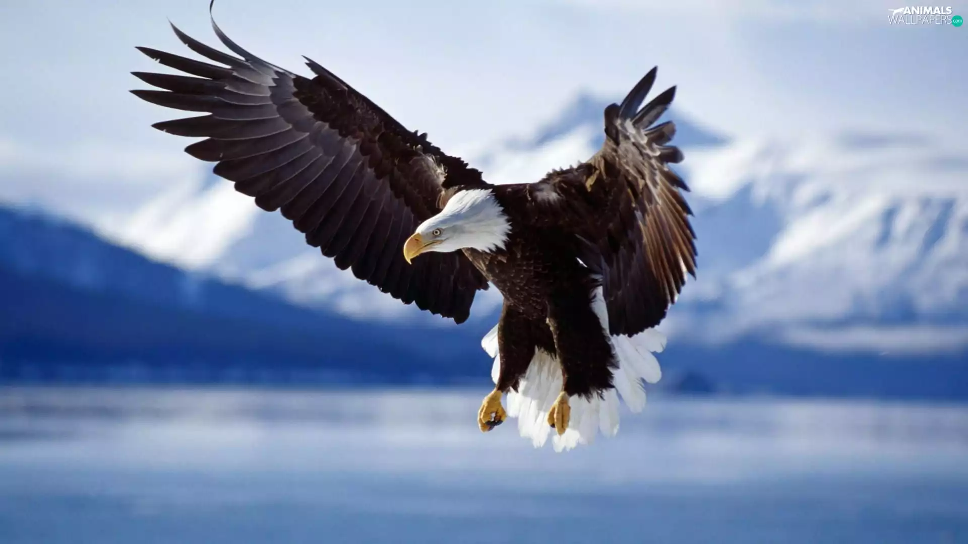 American Bald Eagle
