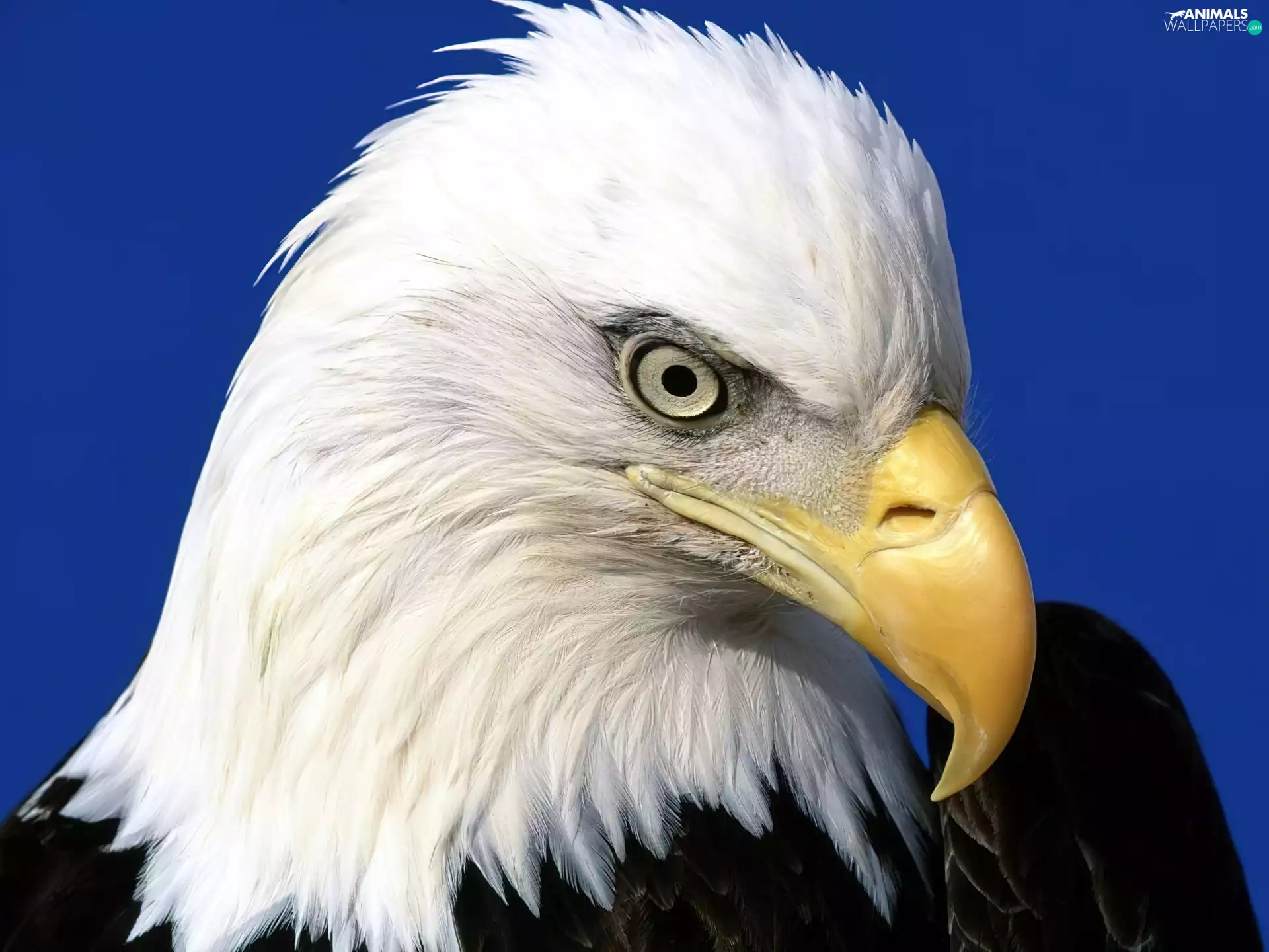 American Bald Eagle
