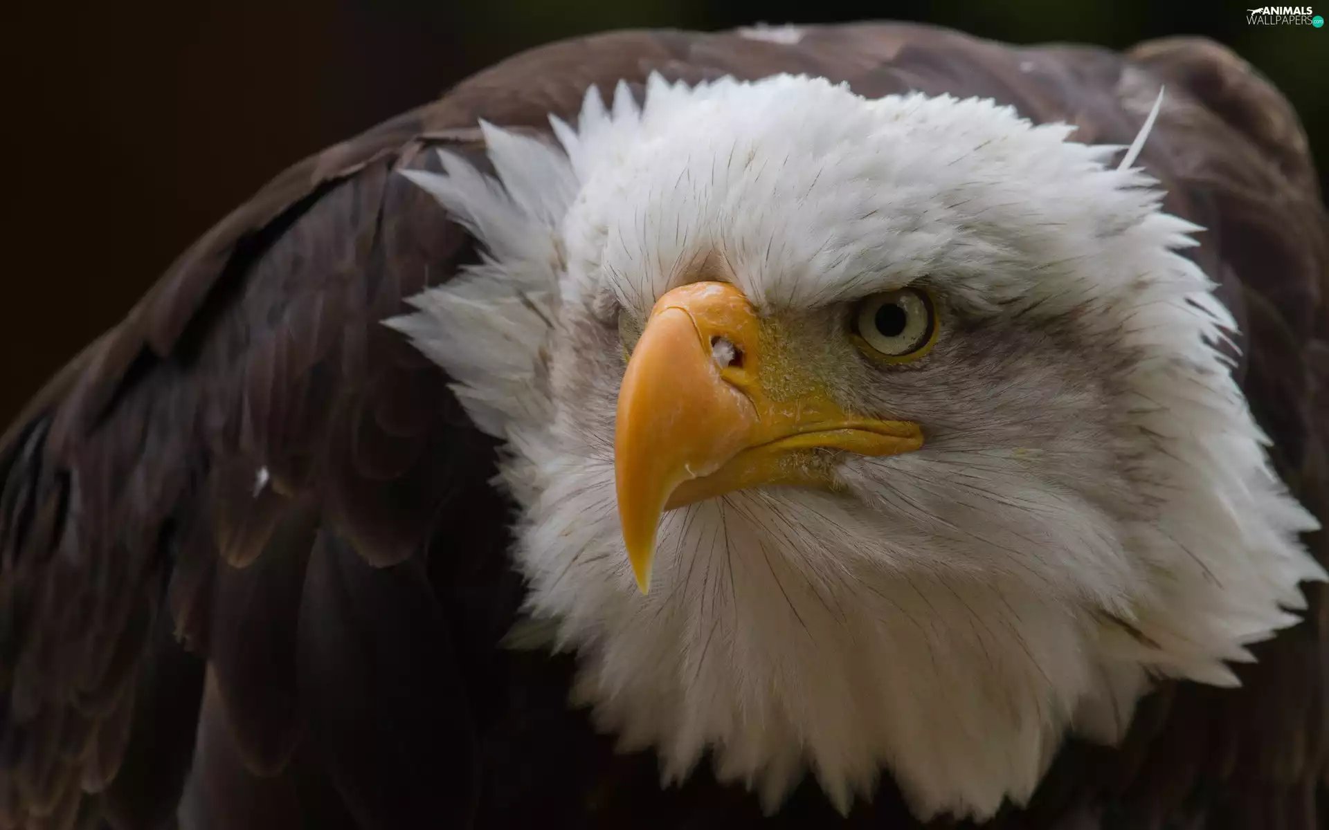 American Bald Eagle