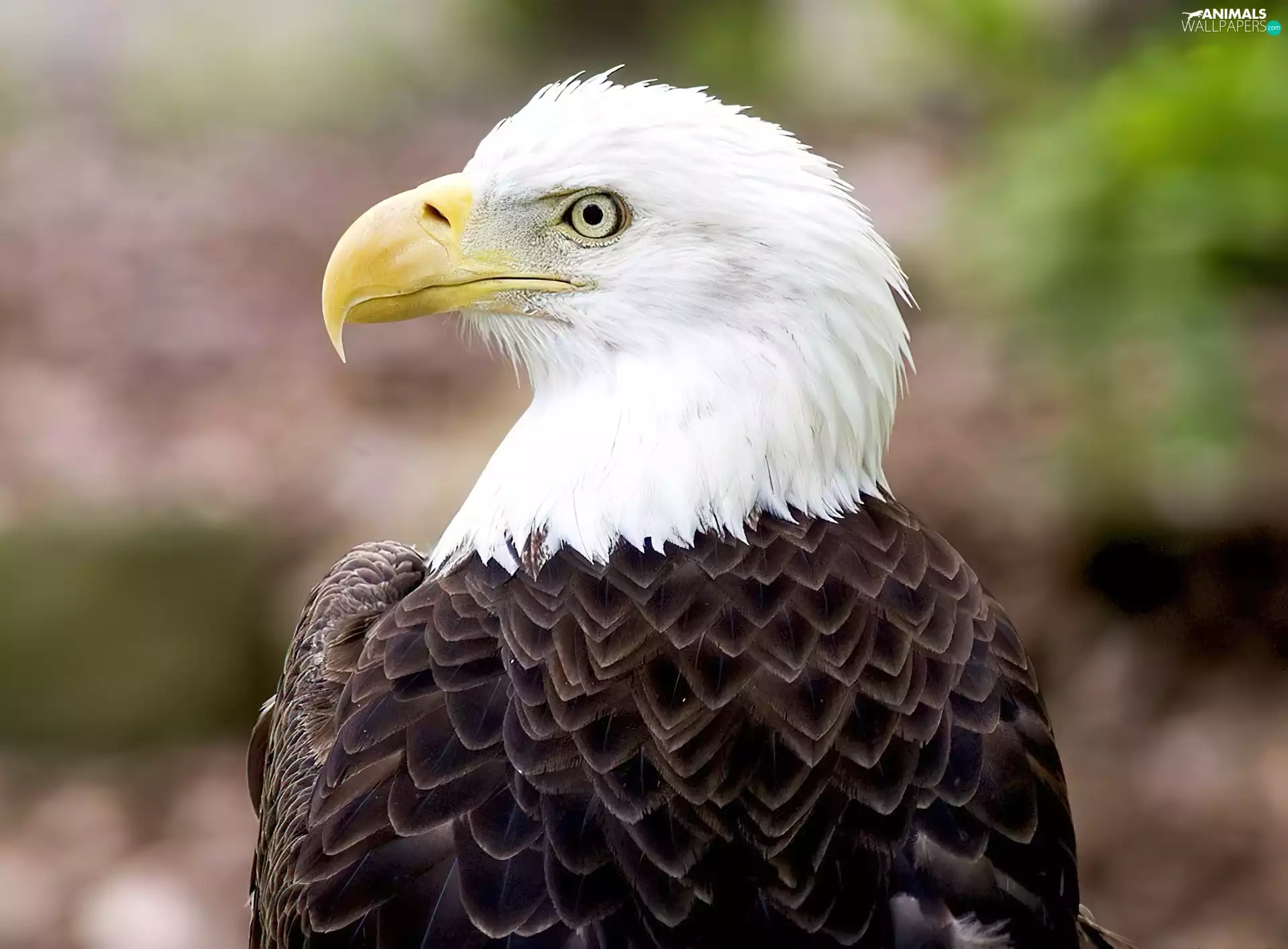 American Bald Eagle