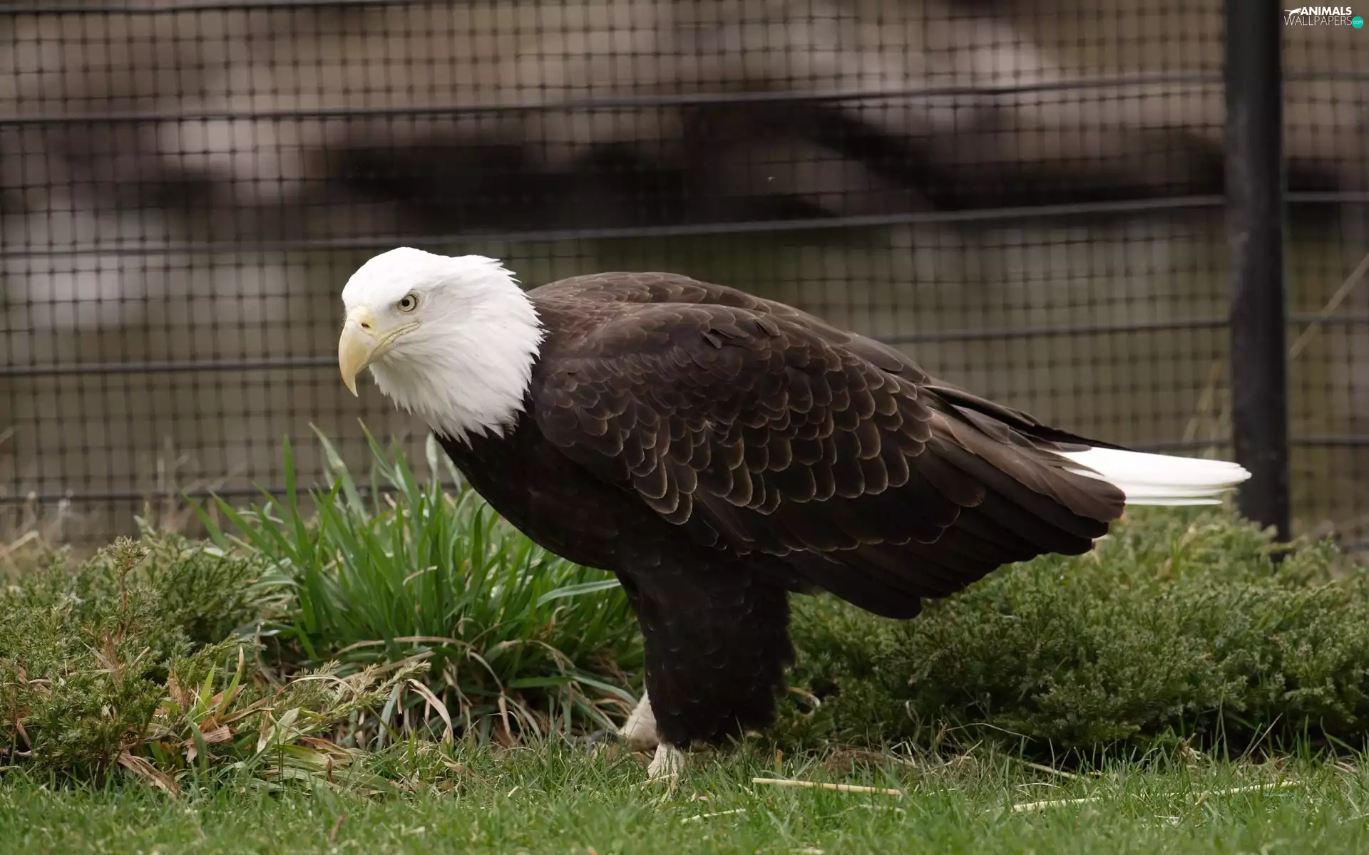 American Bald Eagle