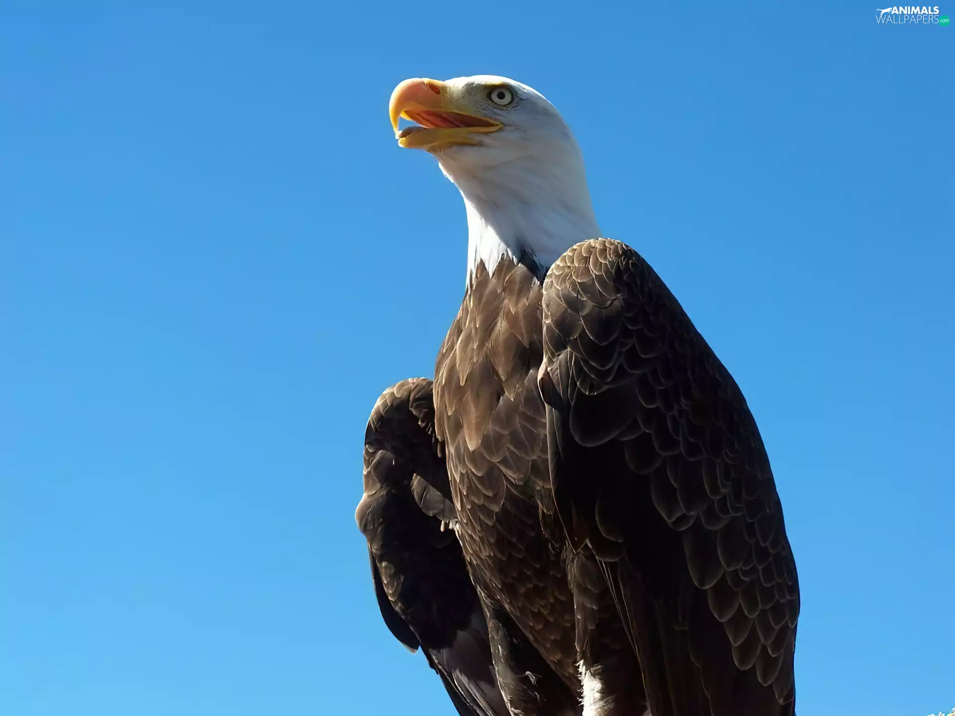 American Bald Eagle